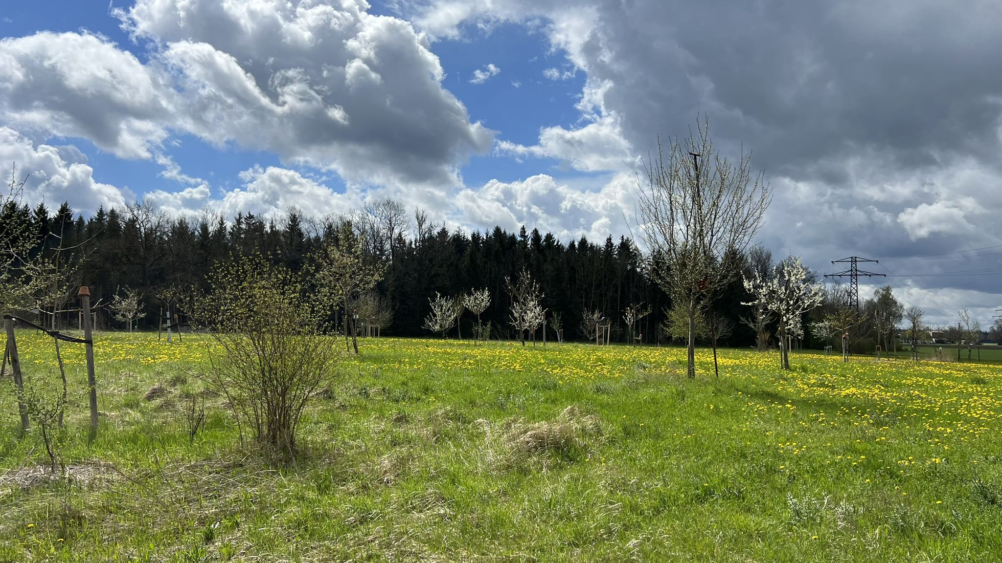 Schöner Obstgarten..