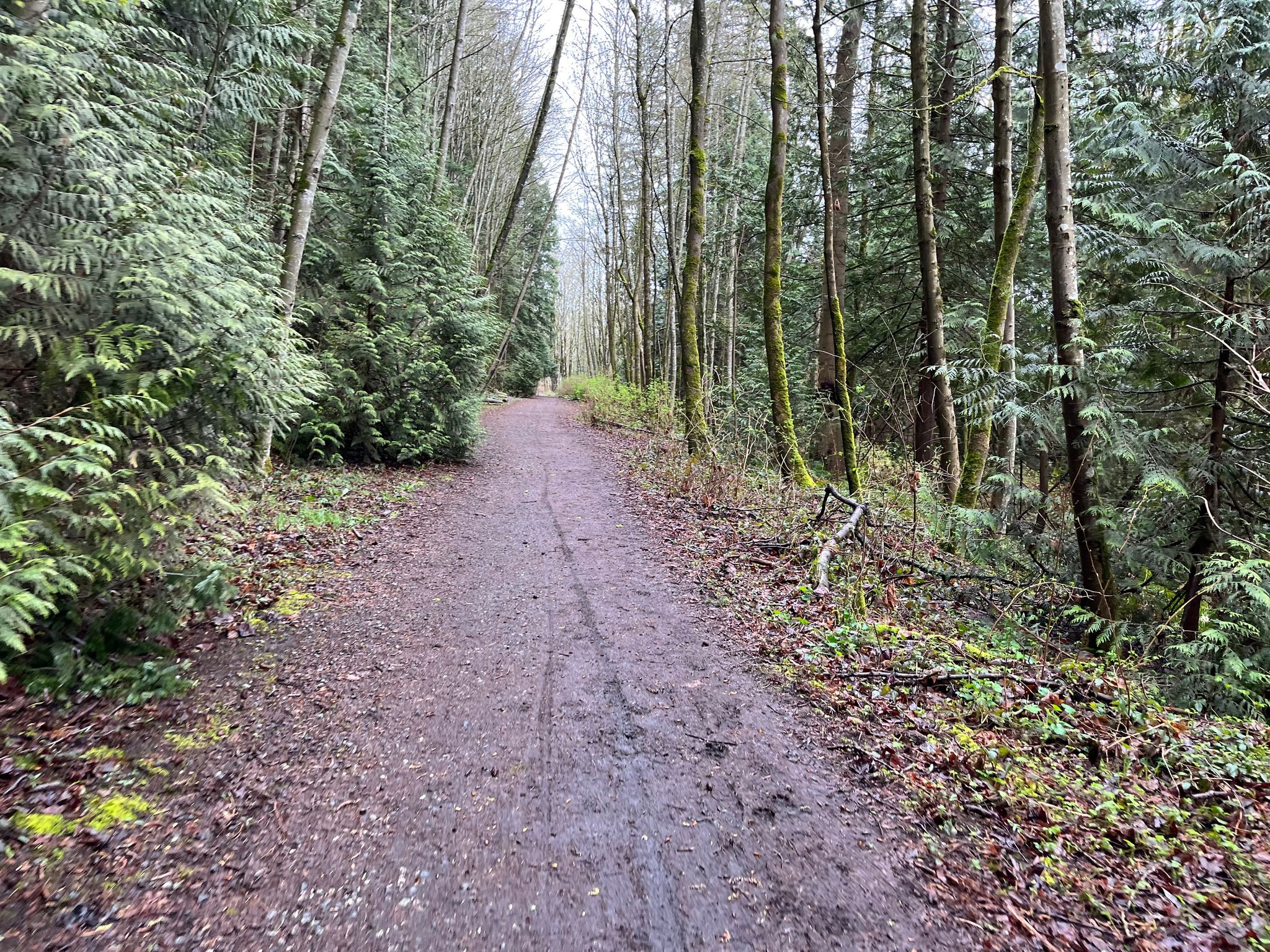 Lower Trail through Watershed Park was enjoyable. The few patches of superficial mud were no problem with fenders and 32 mm tires.