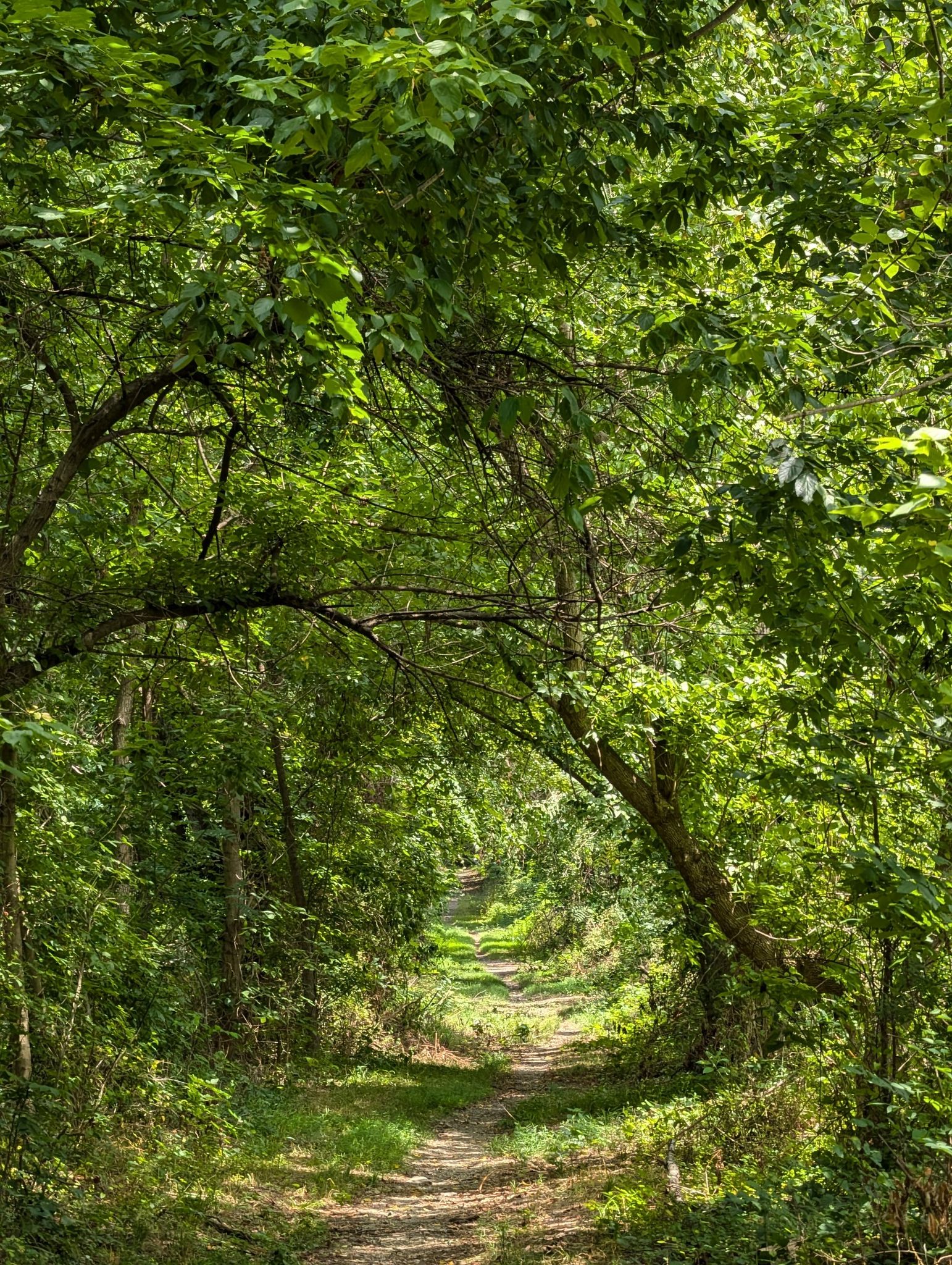 Narrow dirt path winding through a dense, sunlit green forest. - Running loop from Purcellville