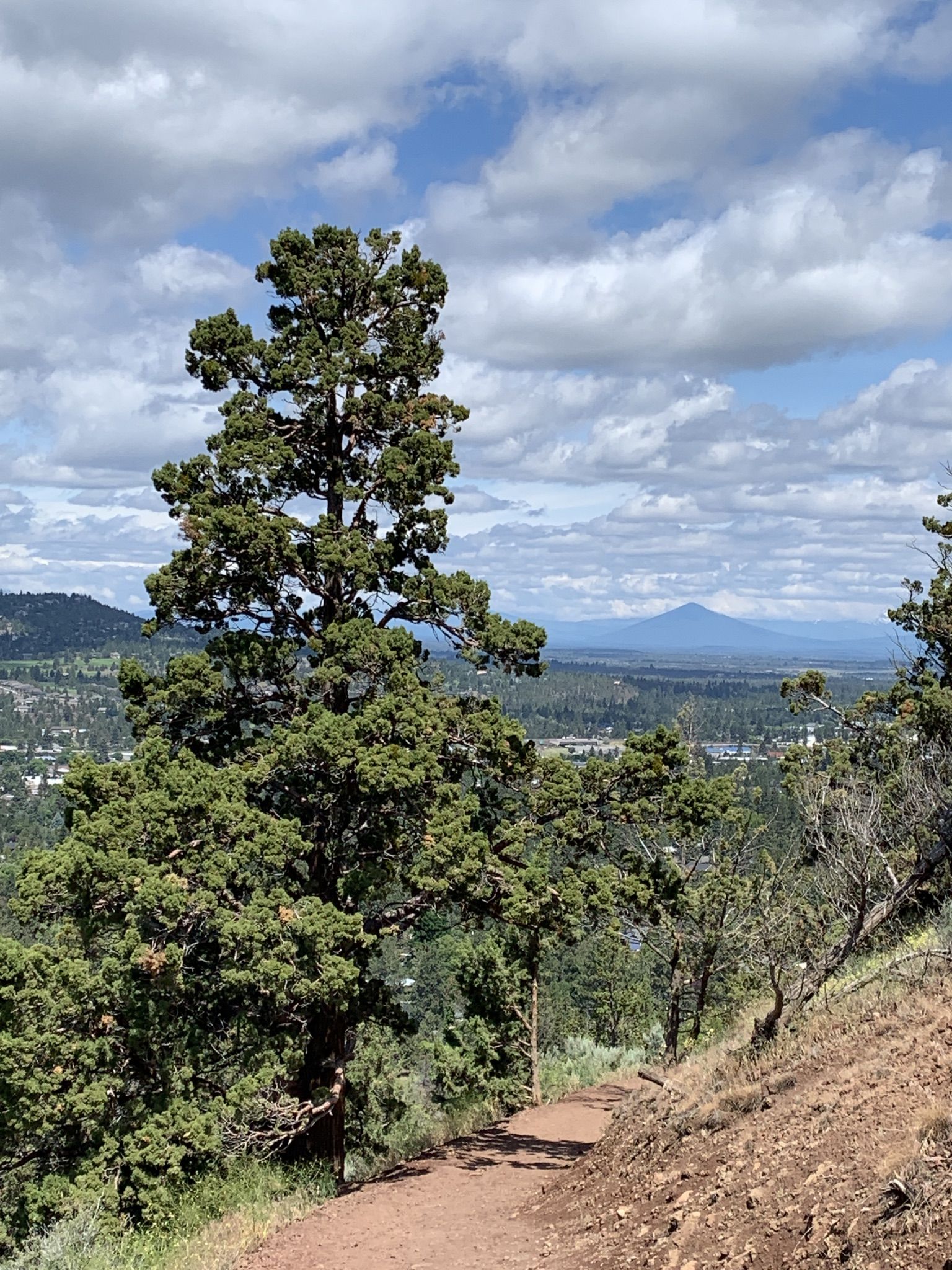 A dirt path winds past a large tree with a distant mountain view. - Pilot Butte Nature Trail – View of Bend from Pilot Butte loop from Pilot Butte