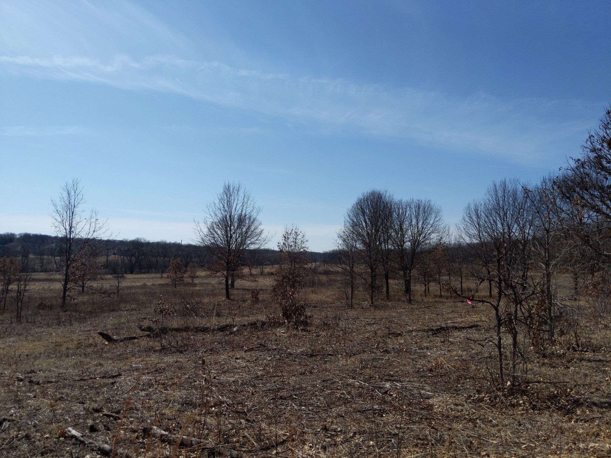 Wide open field with sparse bare trees under a clear blue sky. - Grady Tract Loop