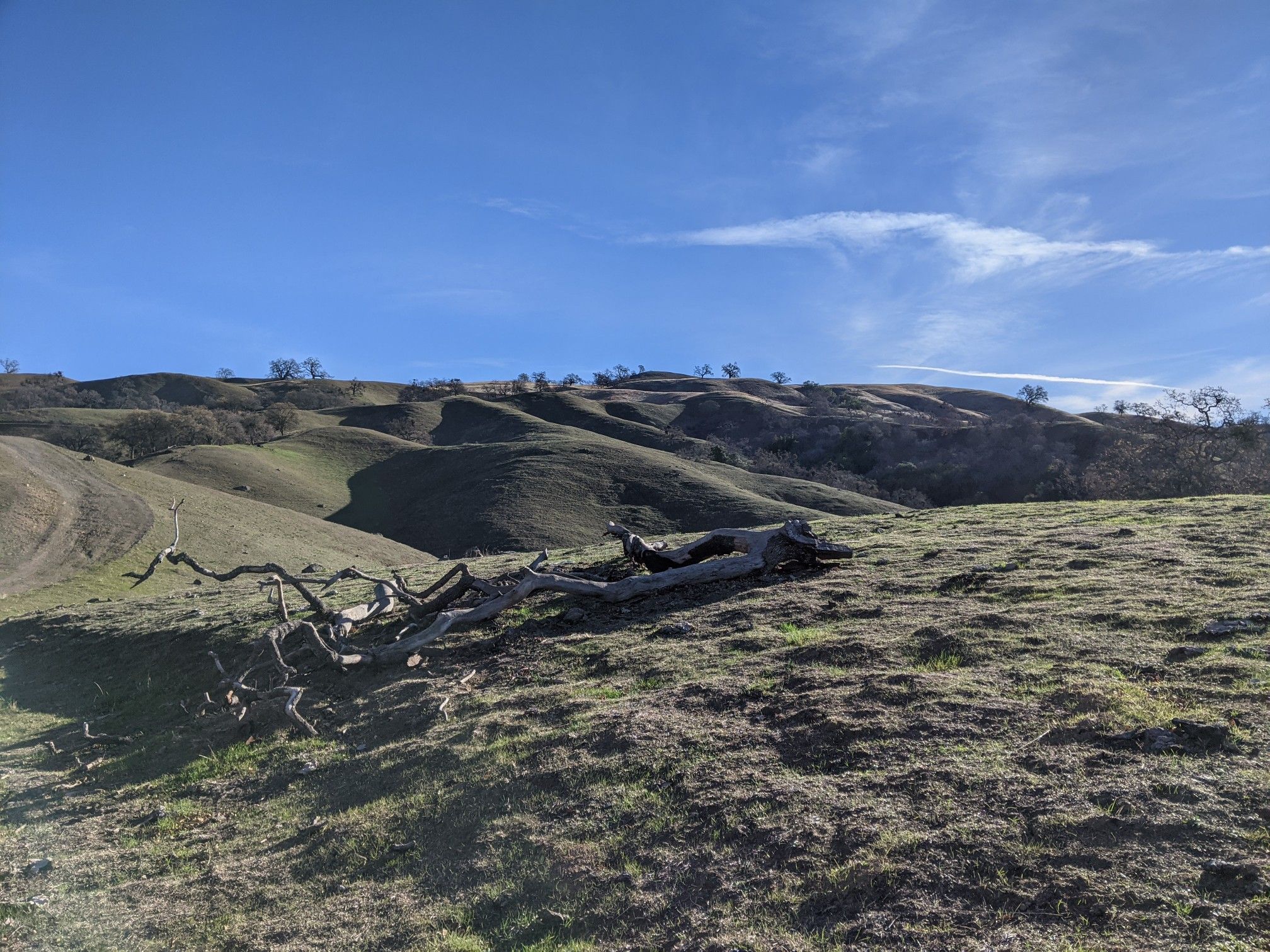 Fallen tree trunk on a grassy hill under a bright blue sky. - Dutch Flat to Yerba Buena Loop