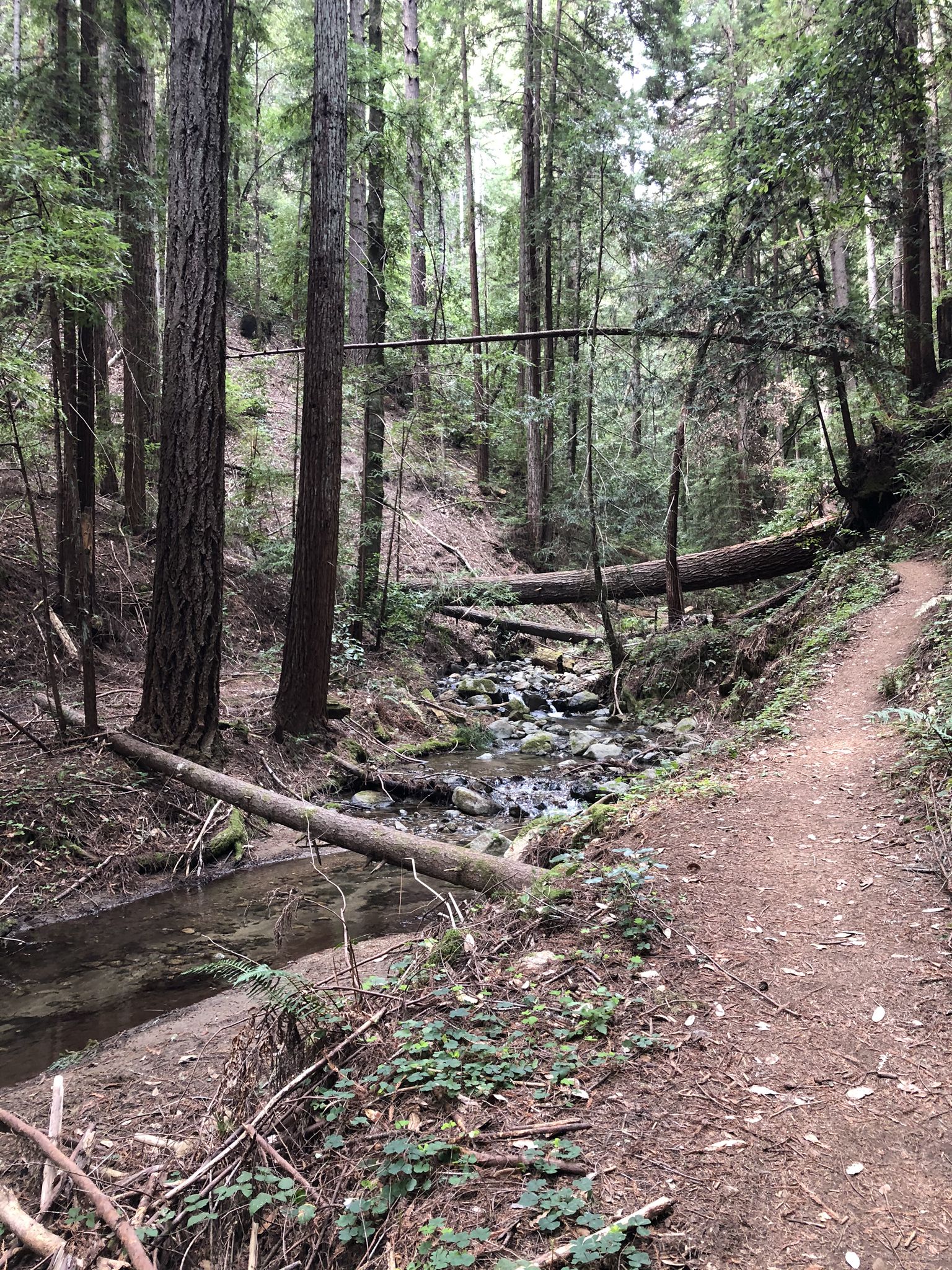 A forest path runs alongside a rocky stream with fallen trees. - Lime Kiln ruins – Big Ben Tree loop from Henry Cowell Redwoods State Park