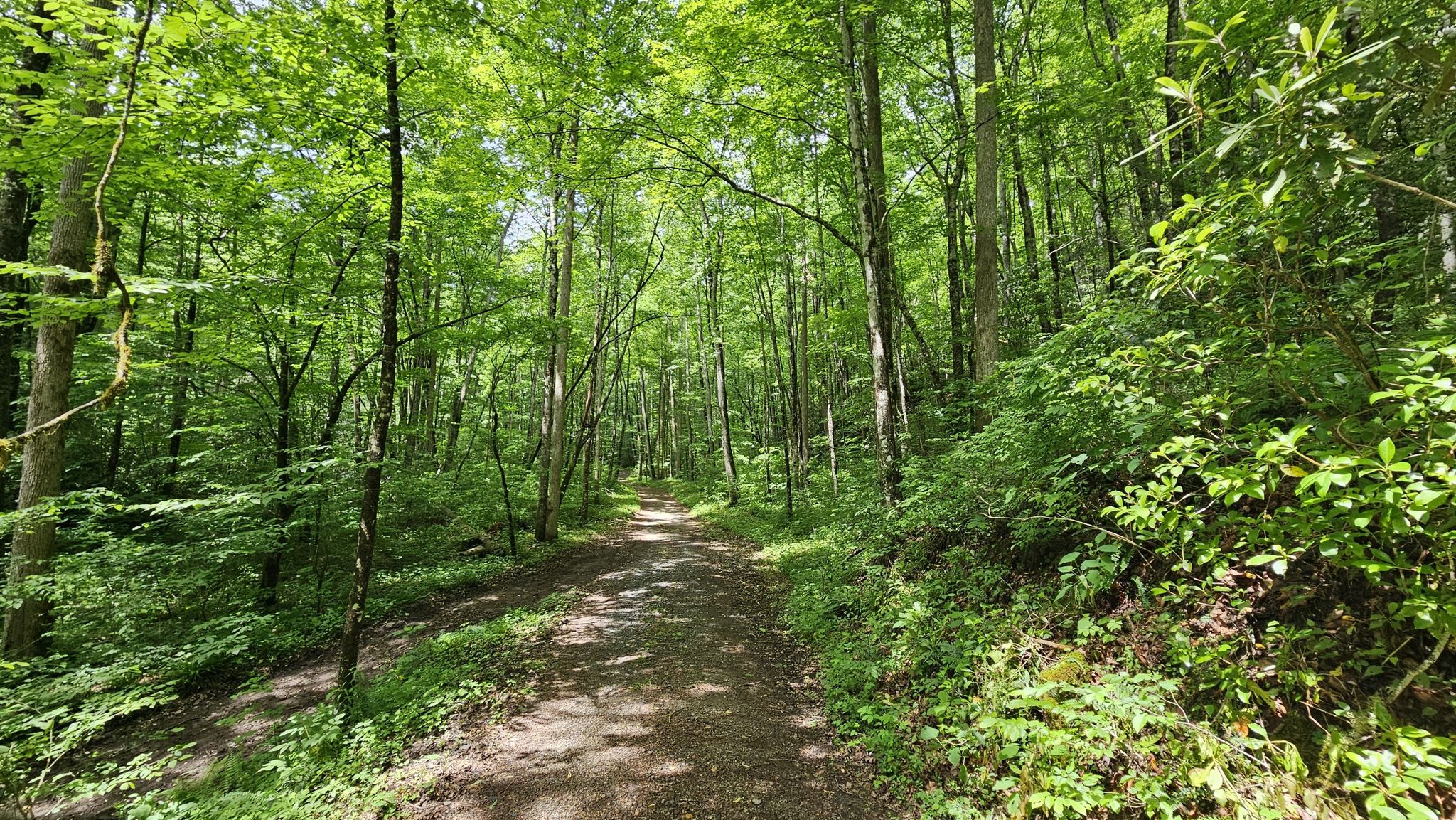 A sun-dappled dirt path leads through a bright, green, leafy forest. - Bradley Fork, Chasteen Creek, and Hughes Ridge Loop