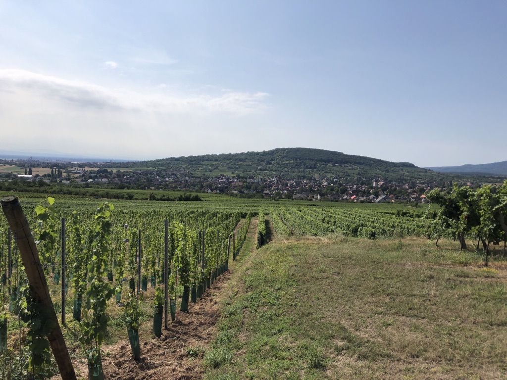 Blick auf Rosheim