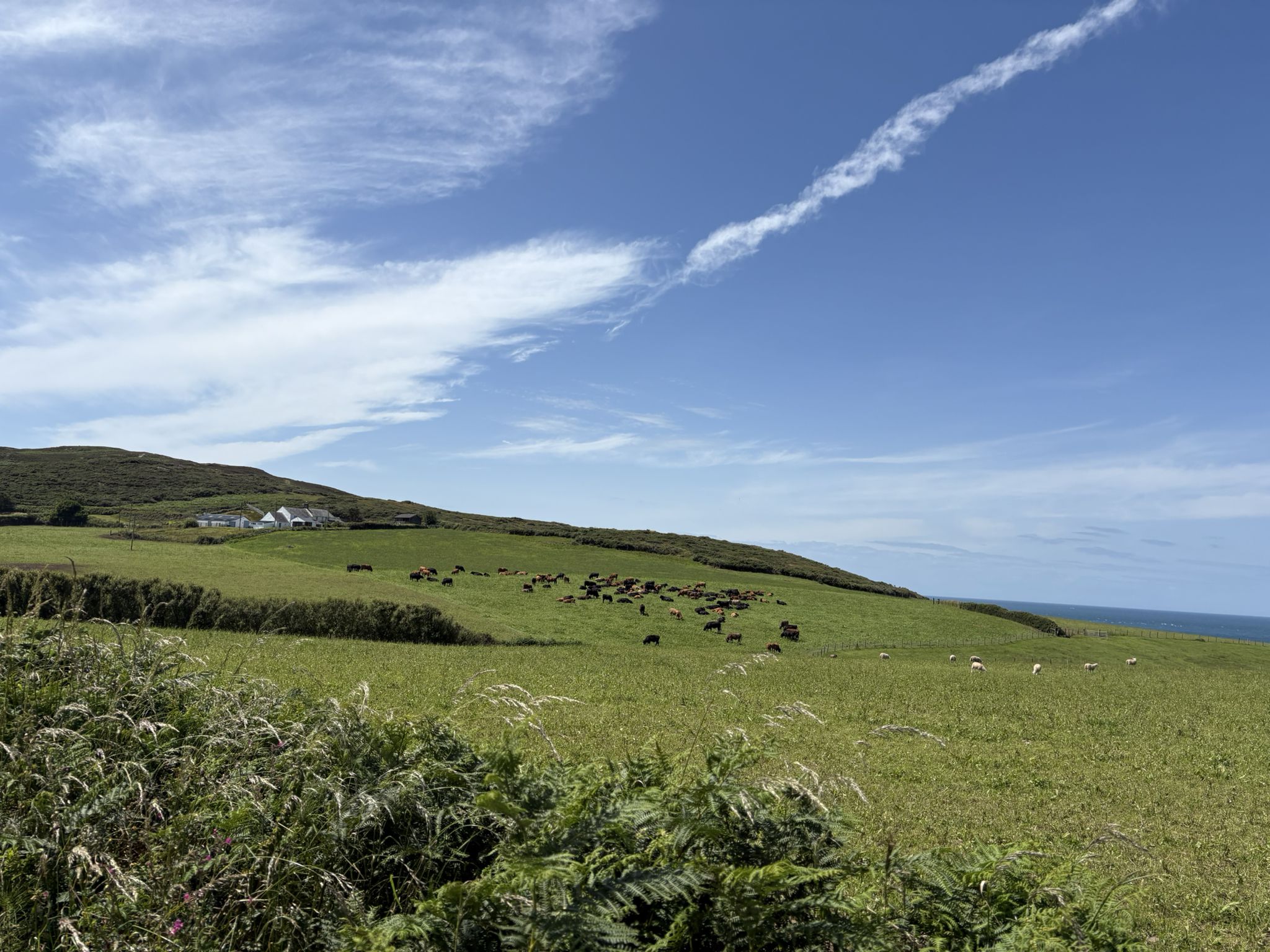 Cows