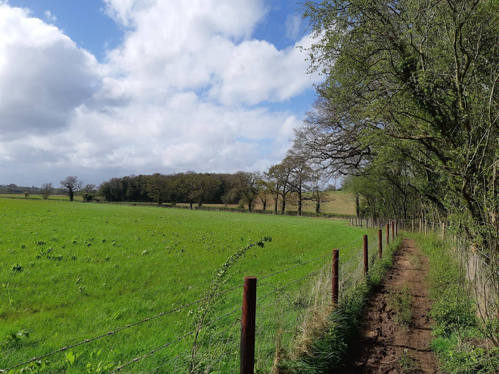 Footpath beside Belt Covert