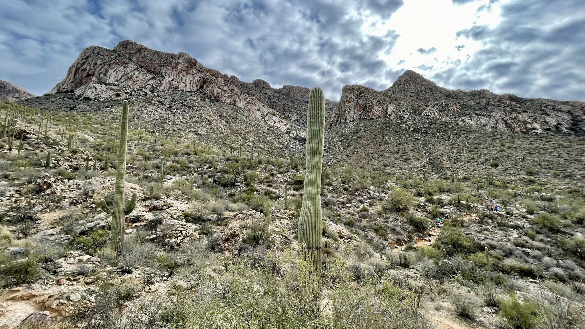 Wide view of desert landscape with saguaro cacti and rugged mountains under cloudy sky. - Linda Vista Loop Trail