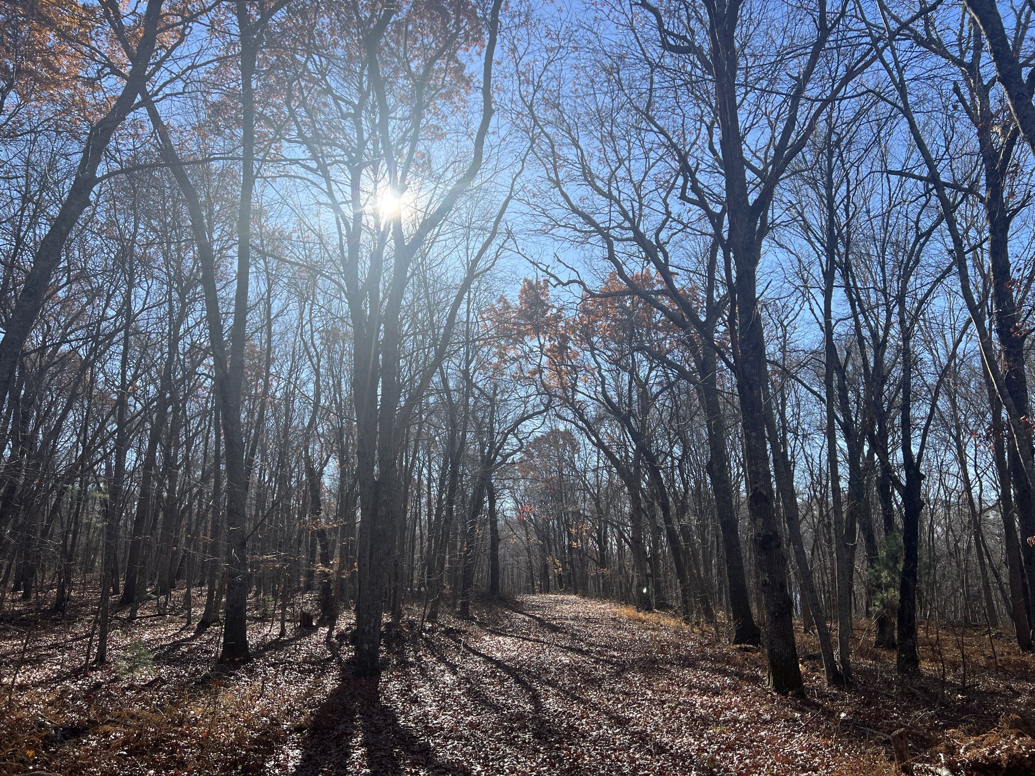Sun shines through bare trees onto a leaf-covered forest path. - Two-Loop-Trail – Burlingame State Park