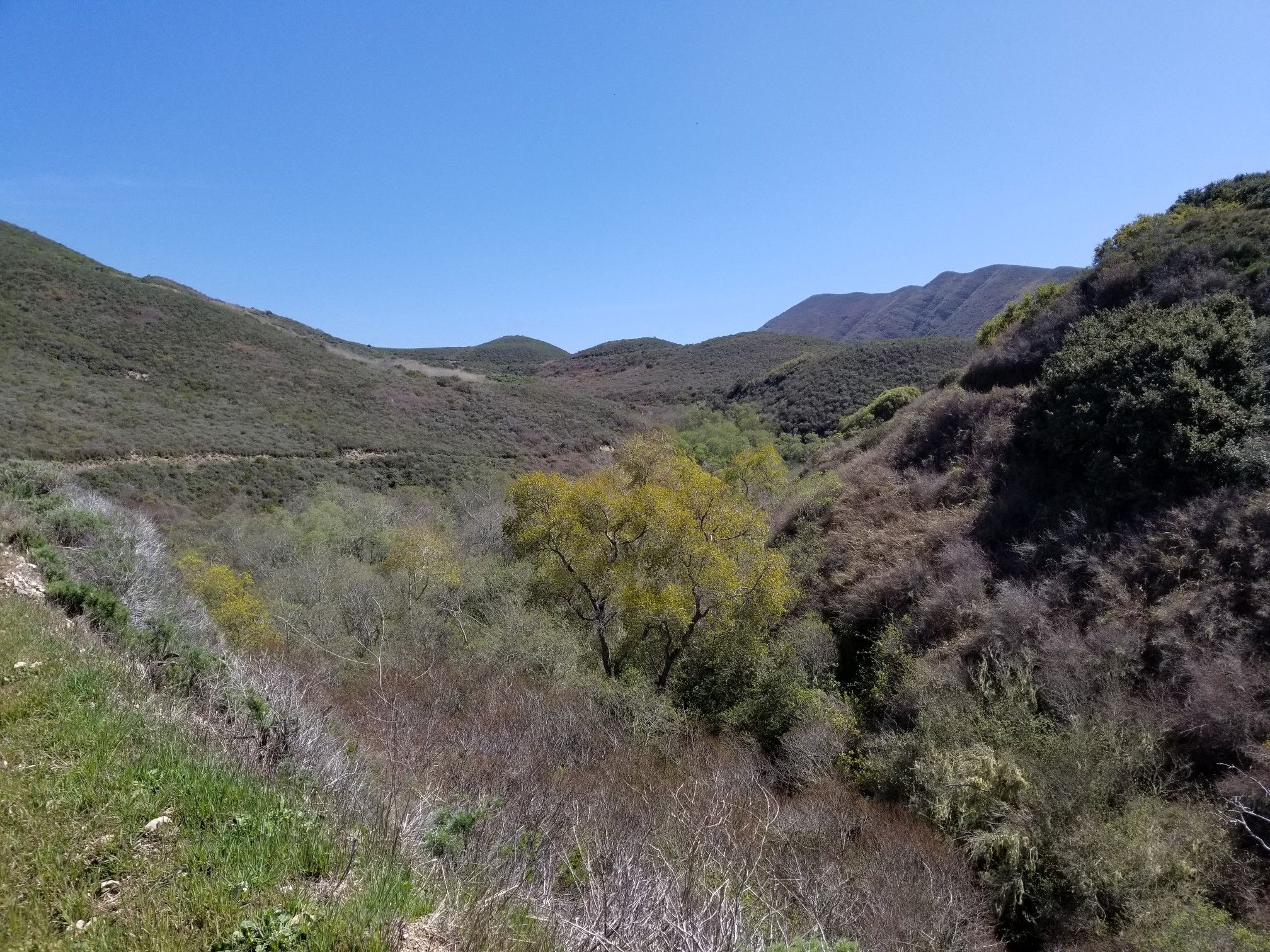 A wide valley with varied green trees nestled between brush-covered hillsides. - Spooner's Cove – Oats Peak Trail loop from Spooner's Cove