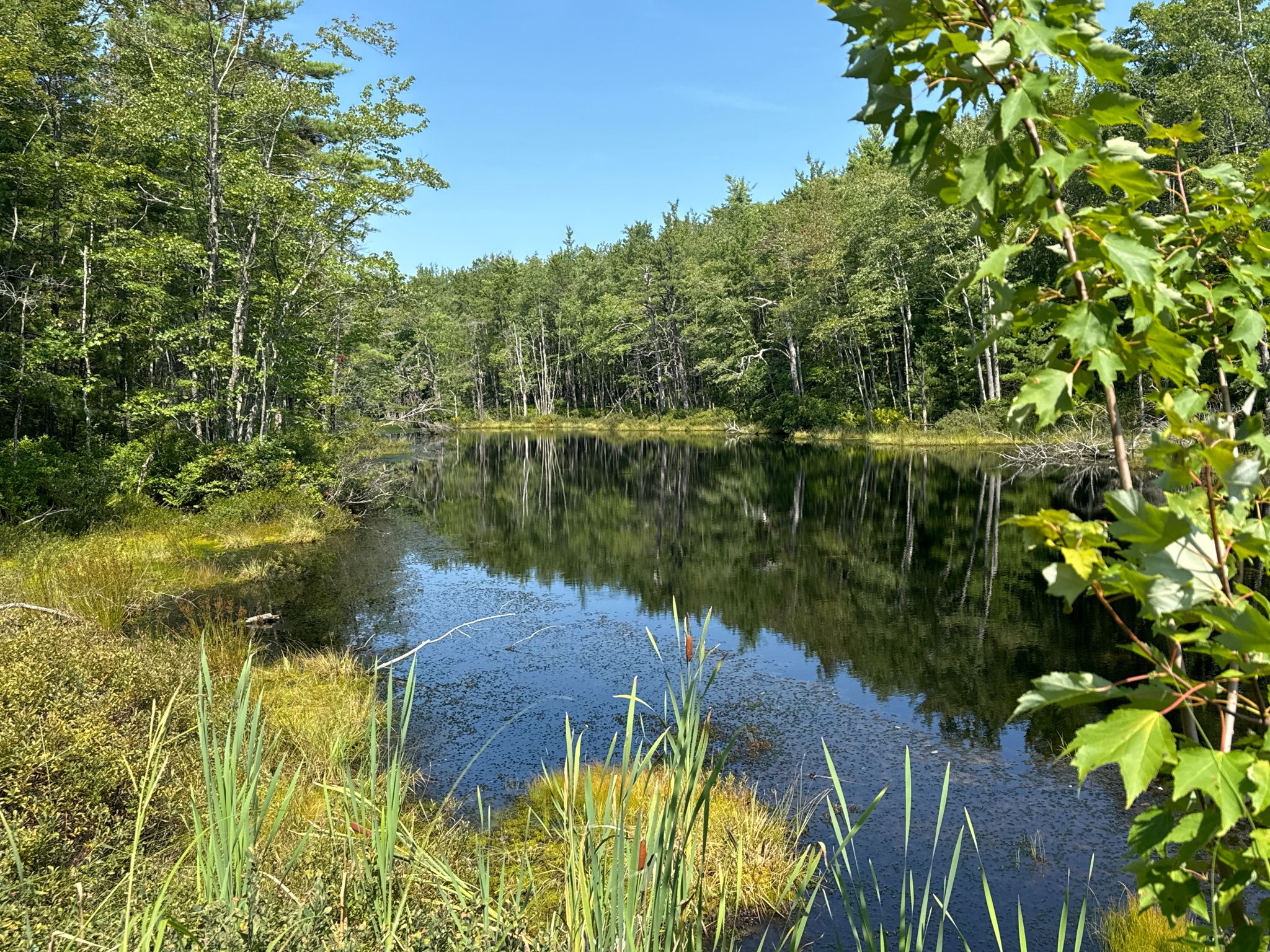 Calm pond reflecting green forest under a bright, clear sky. - Gooch's Beach – Mother's Beach loop from Old Boston Preserve