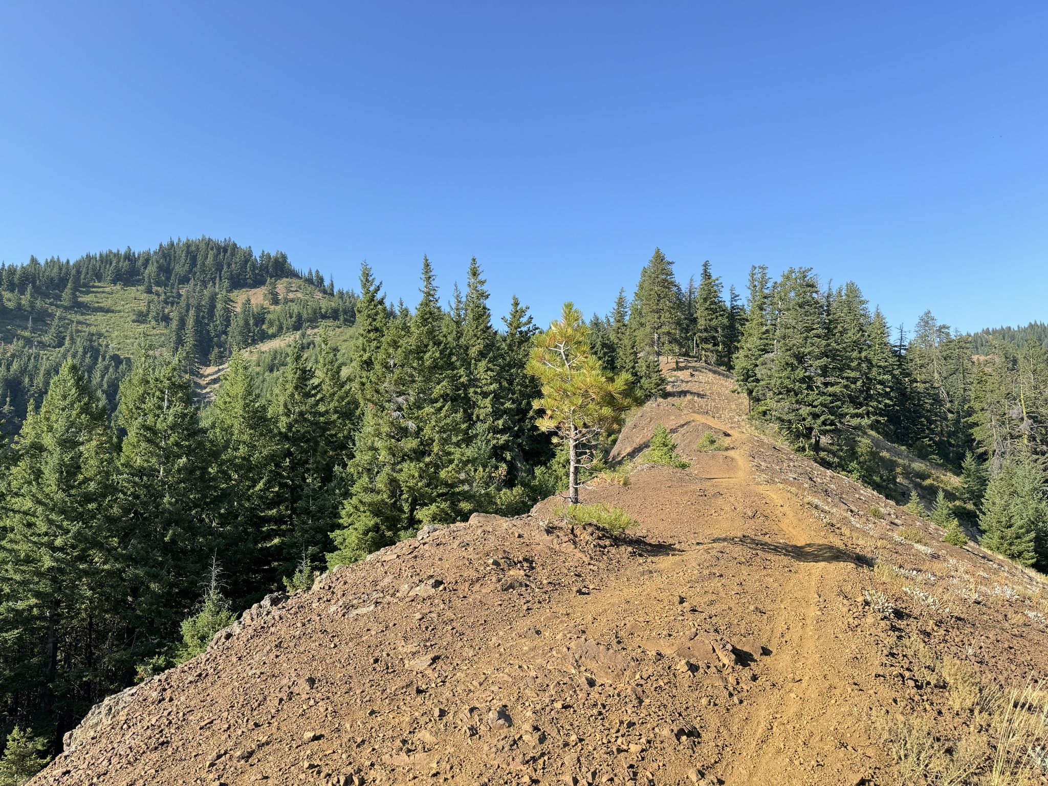 A sunny dirt trail winds along a forested ridge under a clear blue sky. - Miller Peak – Iron Bear Peak loop from Iron Creek Trailhead
