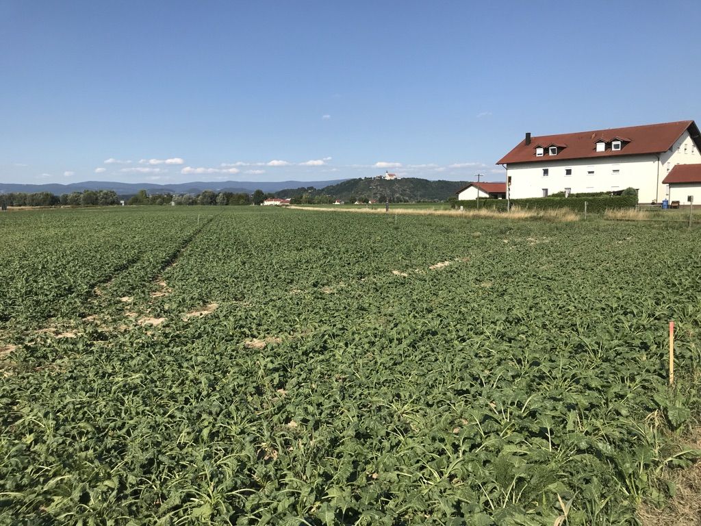 Blick über die Felder auf den Bogenberg