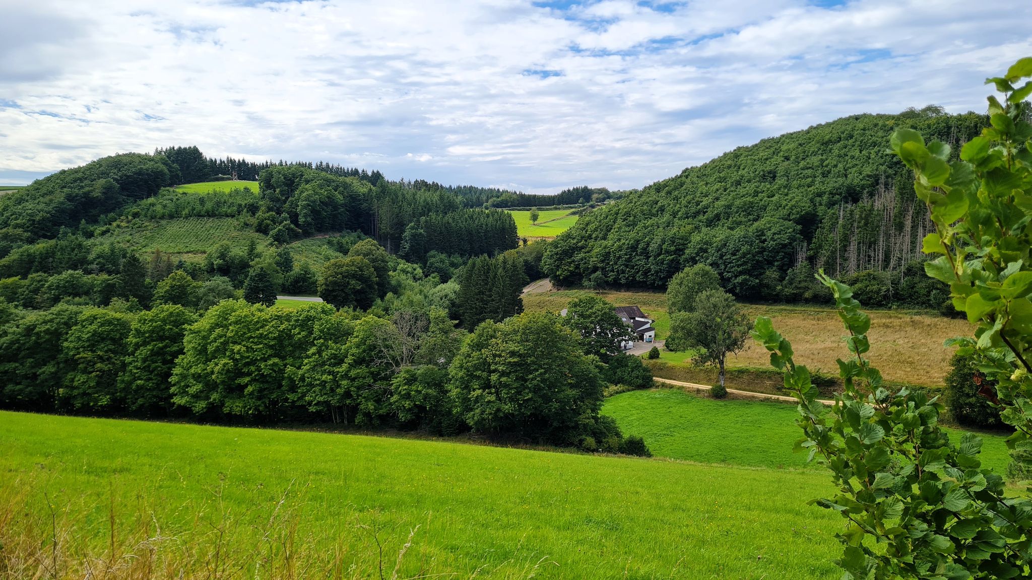 Blick zum Bocksbart