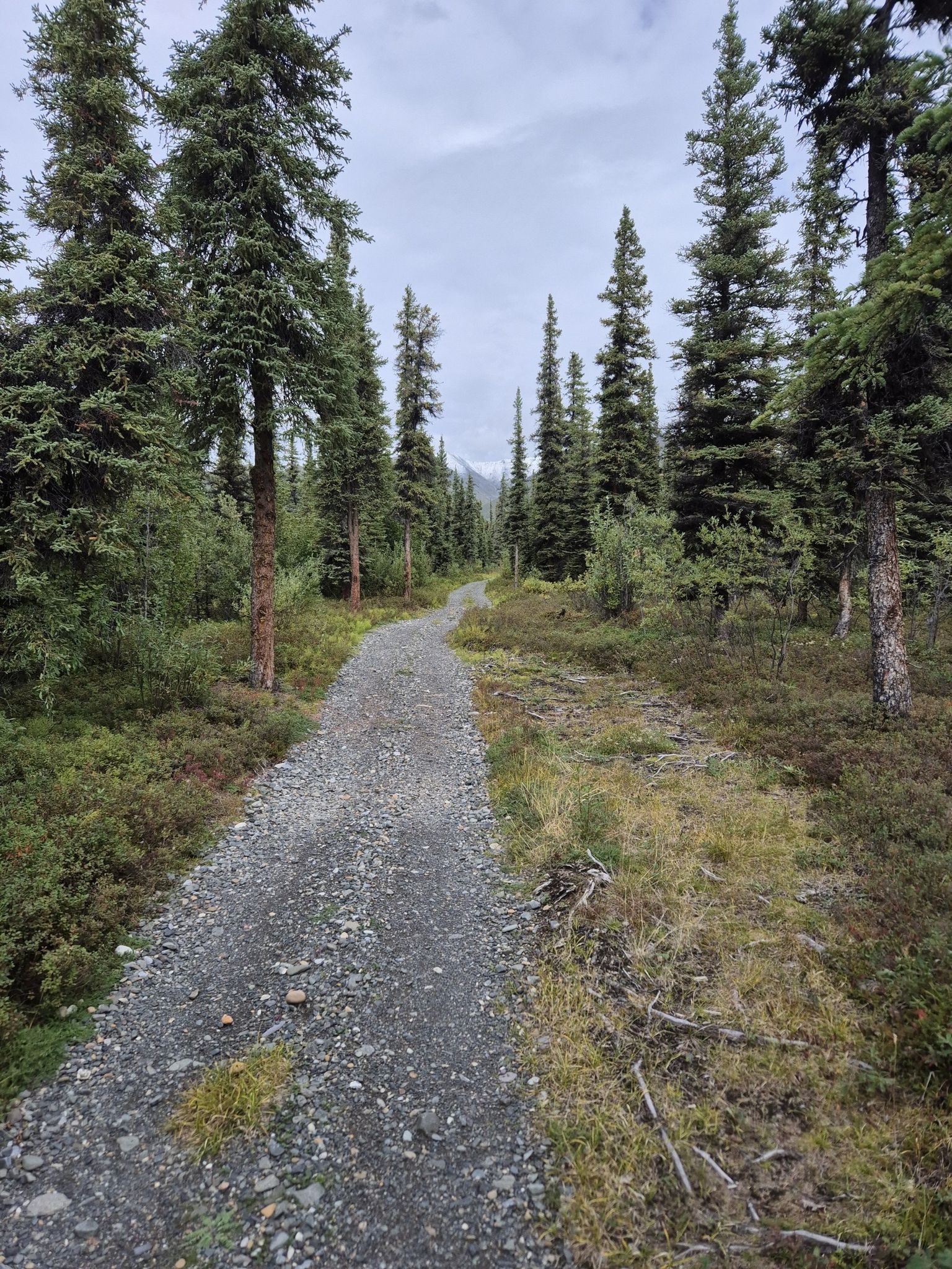 Gravel path winds through a dense forest of tall evergreen trees. - Caribou Creek Trail