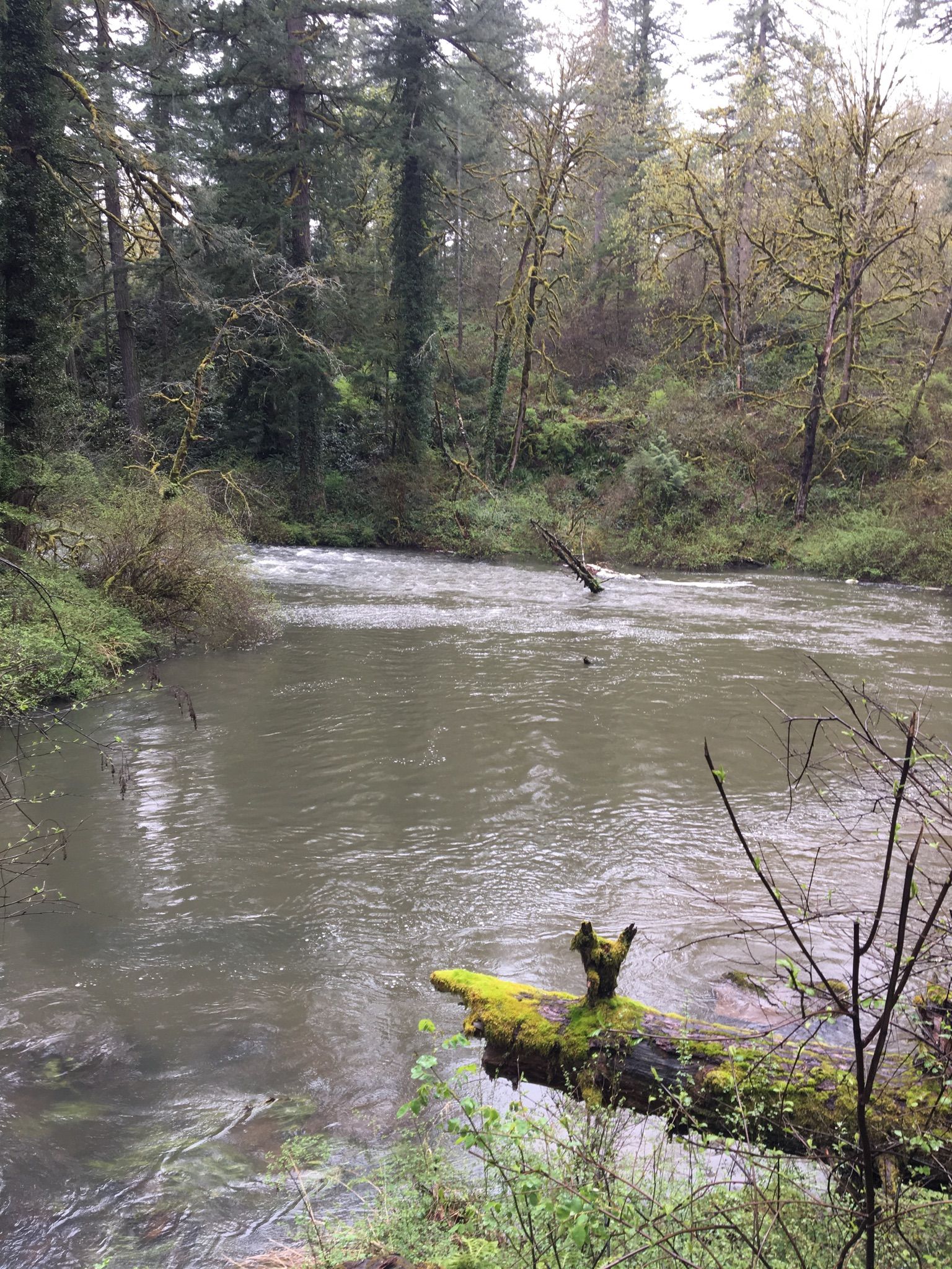 A wide river with a mossy log in the foreground, surrounded by lush forest. - Lacamas Park Trails Loop