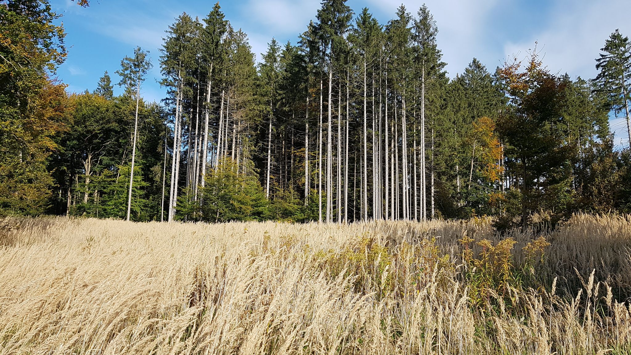 Waldstück zwischen Jexhof und Wessling