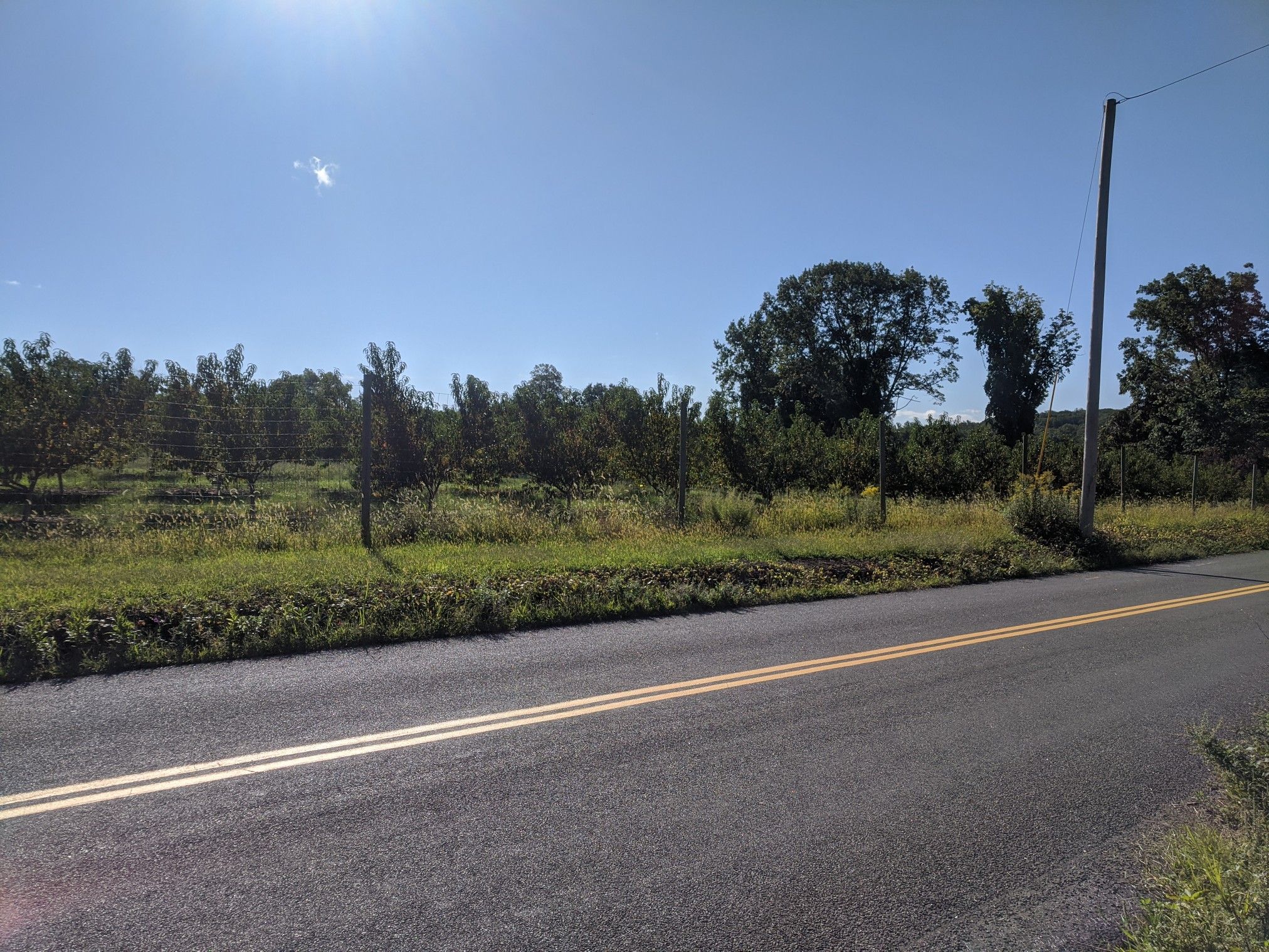 Road alongside a sunny green field with small trees and blue sky. - DeForest Lake – East of the Orchards loop from Westwood