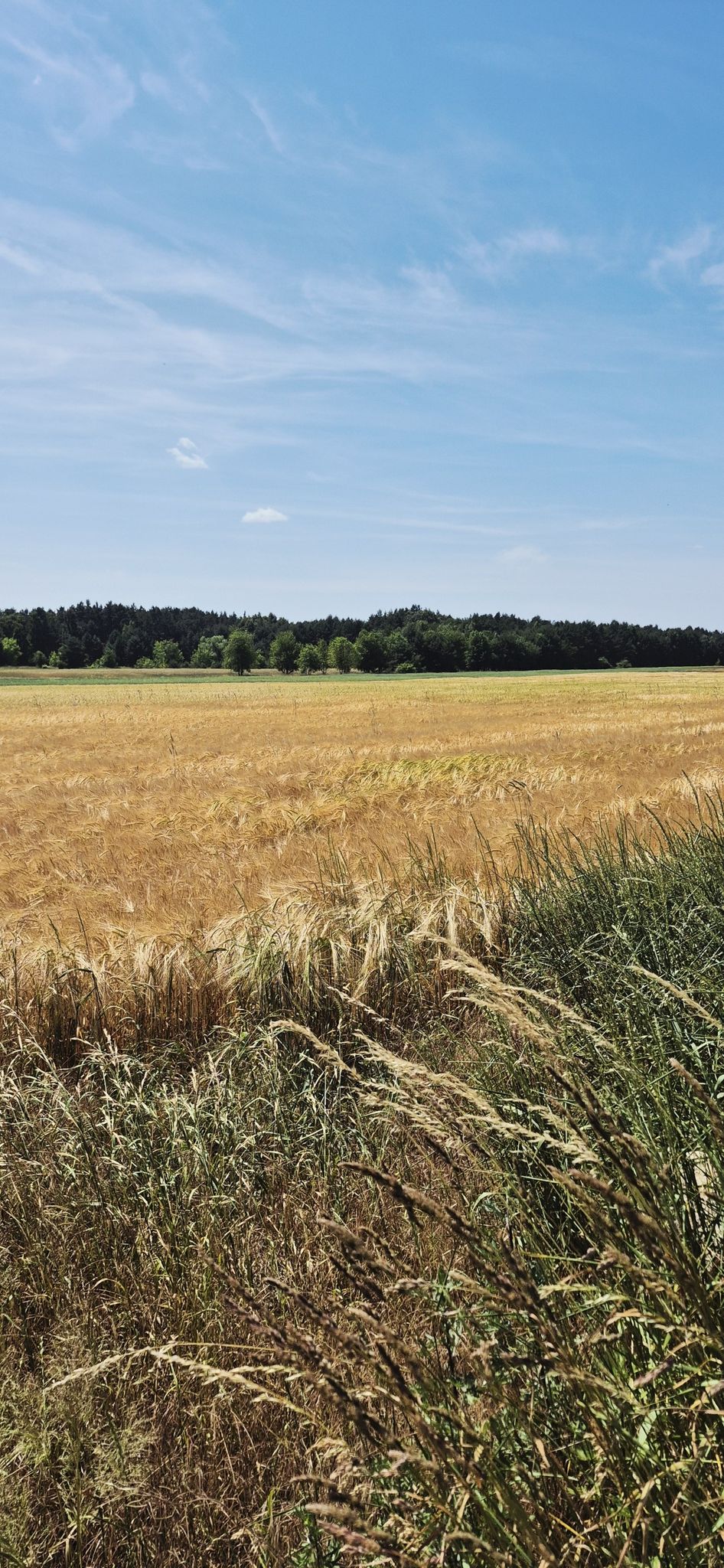 Beleń- łany zbóż