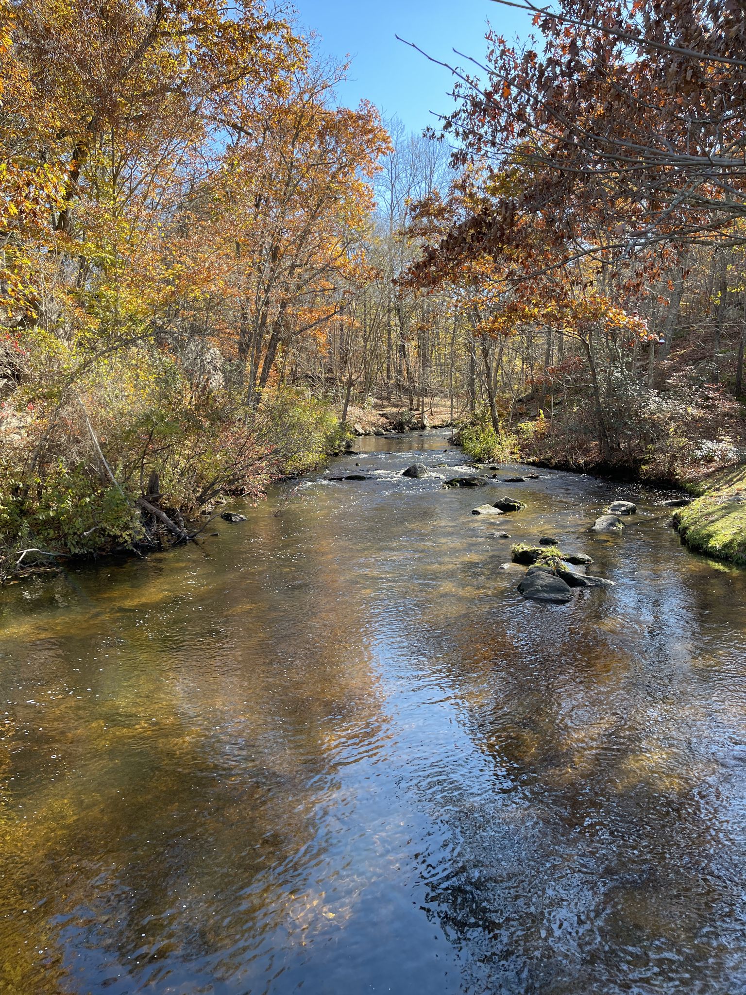 A clear stream flowing through an autumn forest with colorful trees and rocks. - Titicus Reservoir North Side – Grant Road loop from Levy Gorge