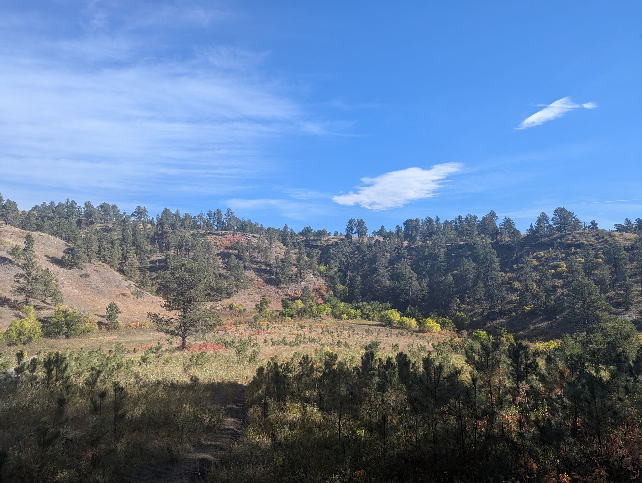 Hilly landscape with pine trees, grassy slopes, and autumn foliage under a blue sky. - Lookout Point and Centennial Trail Loop