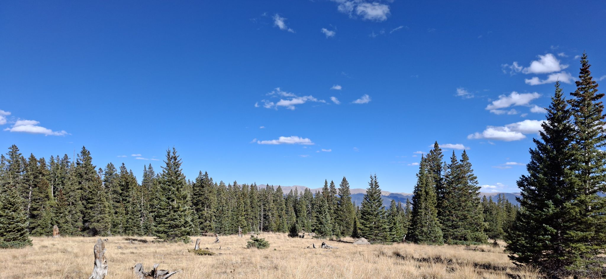 A line of pine trees bordering a dry grassy field under a blue sky. - South Mount Elbert Trail