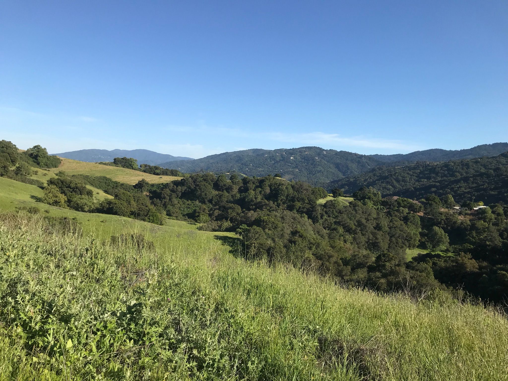 Rolling green hills and dense trees under a clear blue sky. - Nob Hill – View from Maisie's Peak loop from Picchetti Ranch Open Space Preserve