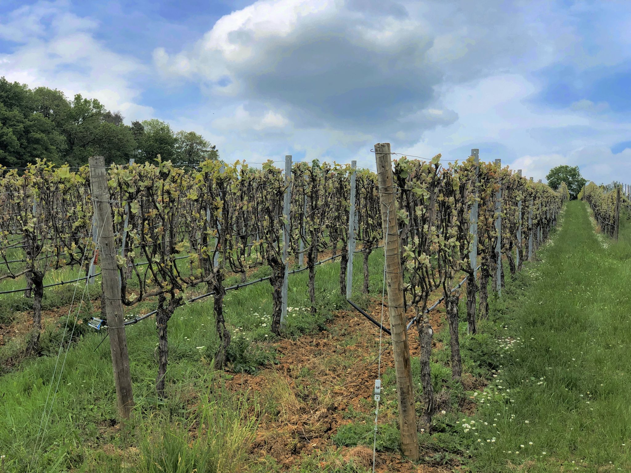 Weinblüte bei Beckstein