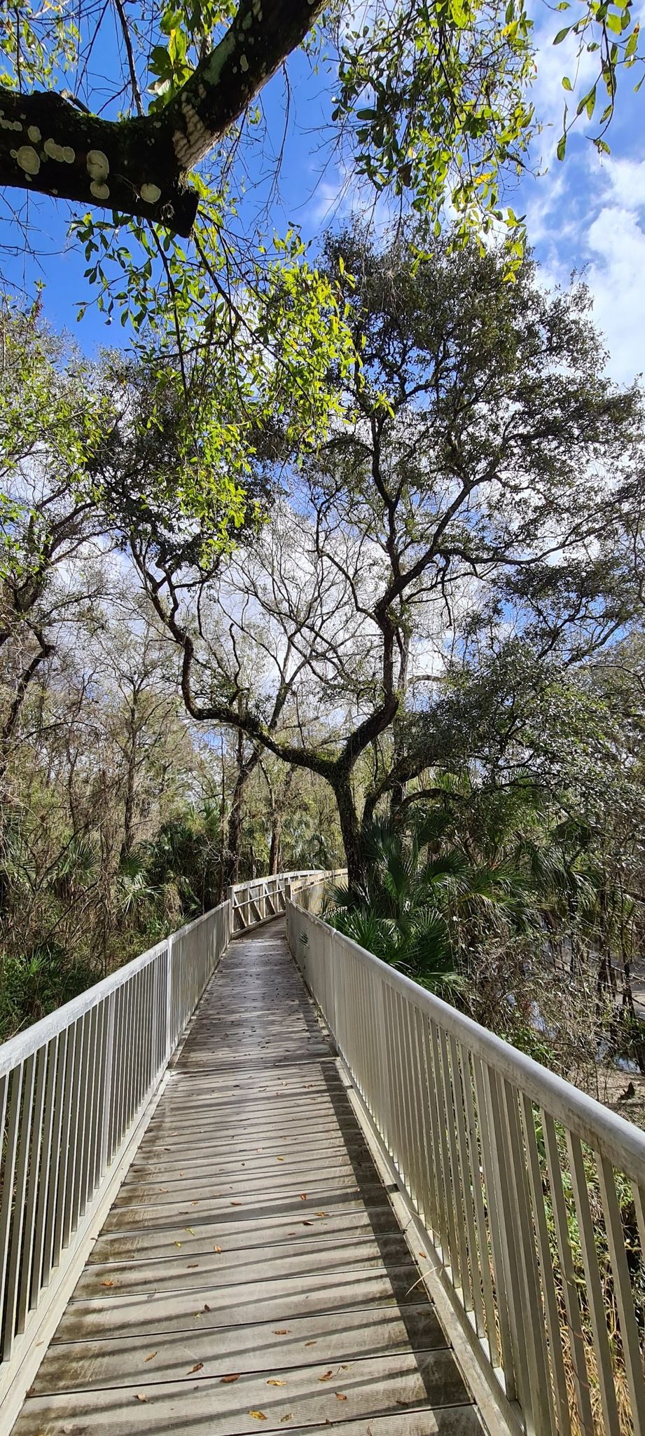 A long wooden boardwalk winds through a sunny forest under a blue sky. - Flatwoods Conservation Park – Bridge over Trout Creek loop from Pepsi