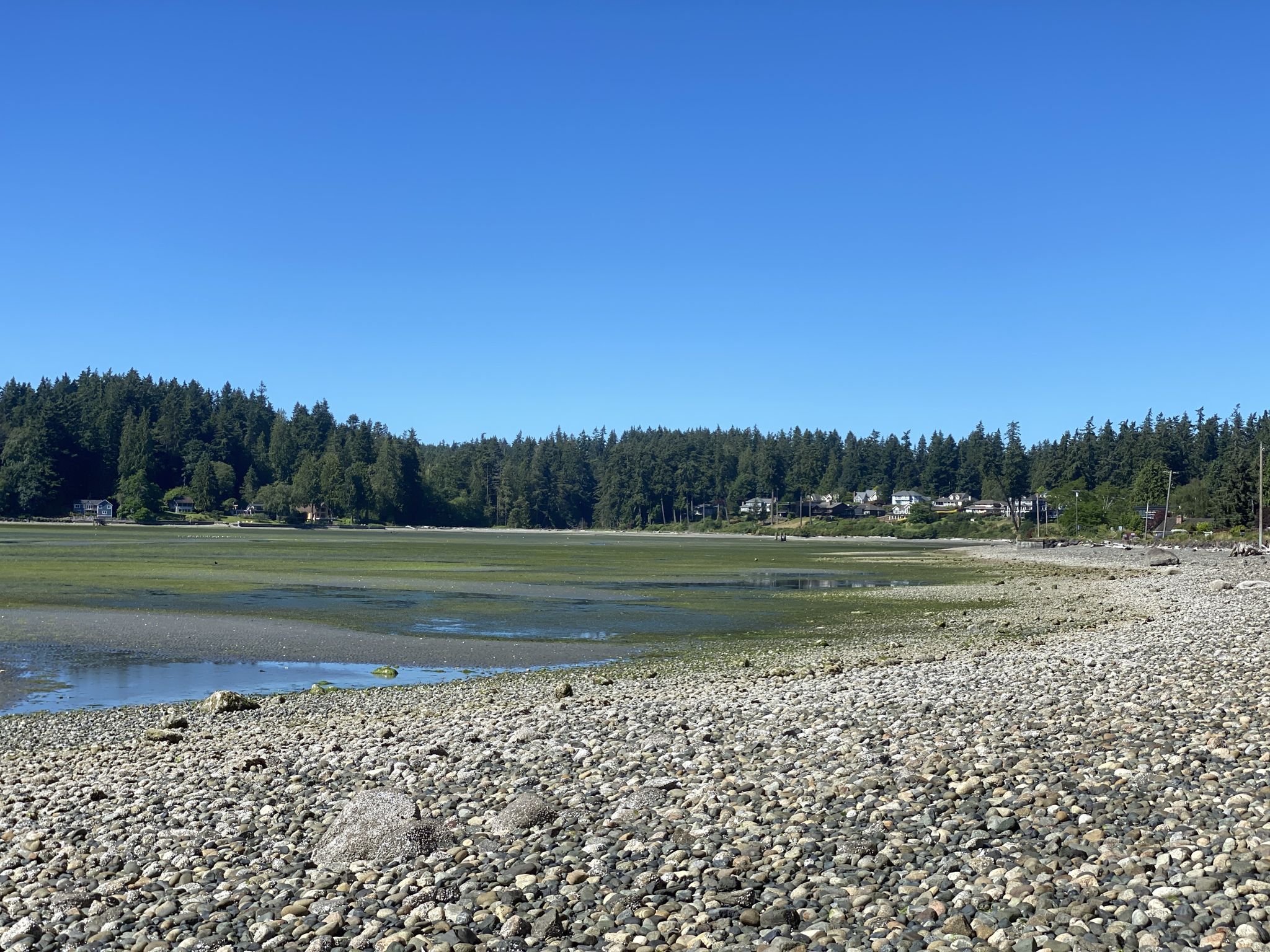 Wide pebbly beach next to a tidal flat with green algae and forest. - Chilly Hilly loop with shortcut
