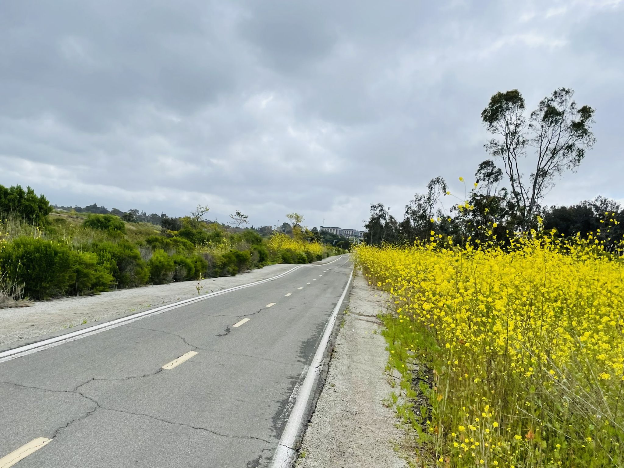 Paved road bordered by vibrant yellow wildflowers and green bushes under a cloudy sky. - Mountains to Sea Trail