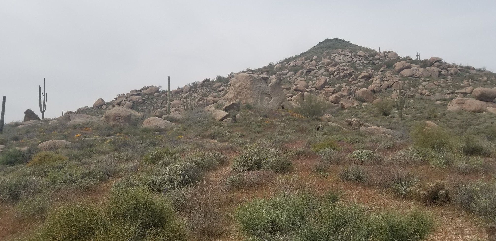 Overcast desert scene with a rocky hill, saguaro cacti, and sparse vegetation. - Cone Mountain Loop Trail