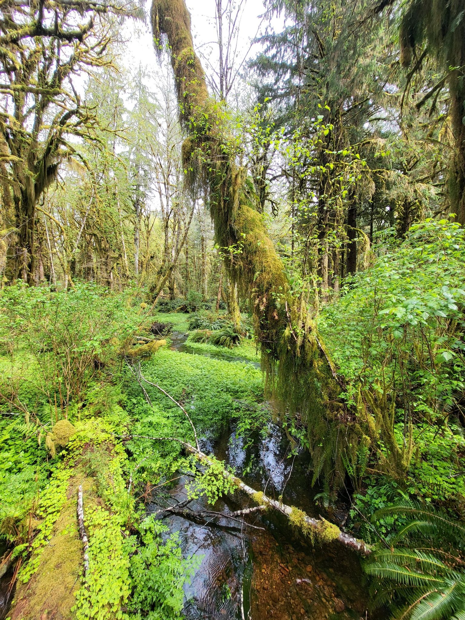 The Creek 2