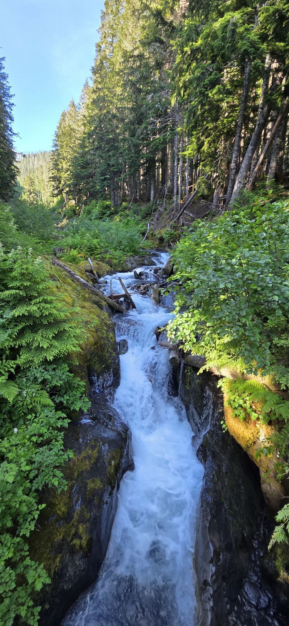 Rushing river flows through a narrow, rocky gorge surrounded by green forest. - Mount Baker Summit via Coleman Deming Route