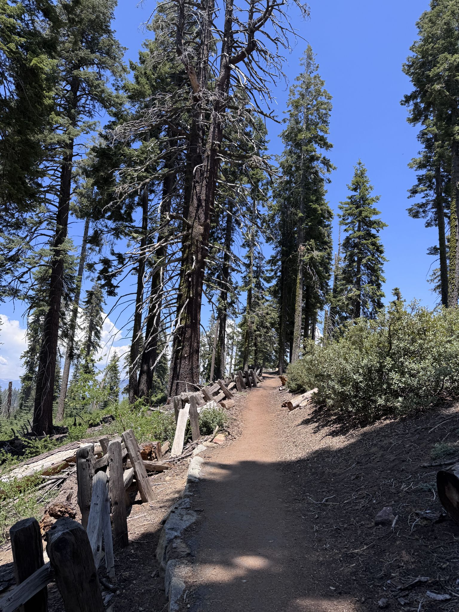 A winding dirt path through a tall, sunlit pine forest on a clear day. - Park Ridge Fire Lookout loop from Panoramic bench