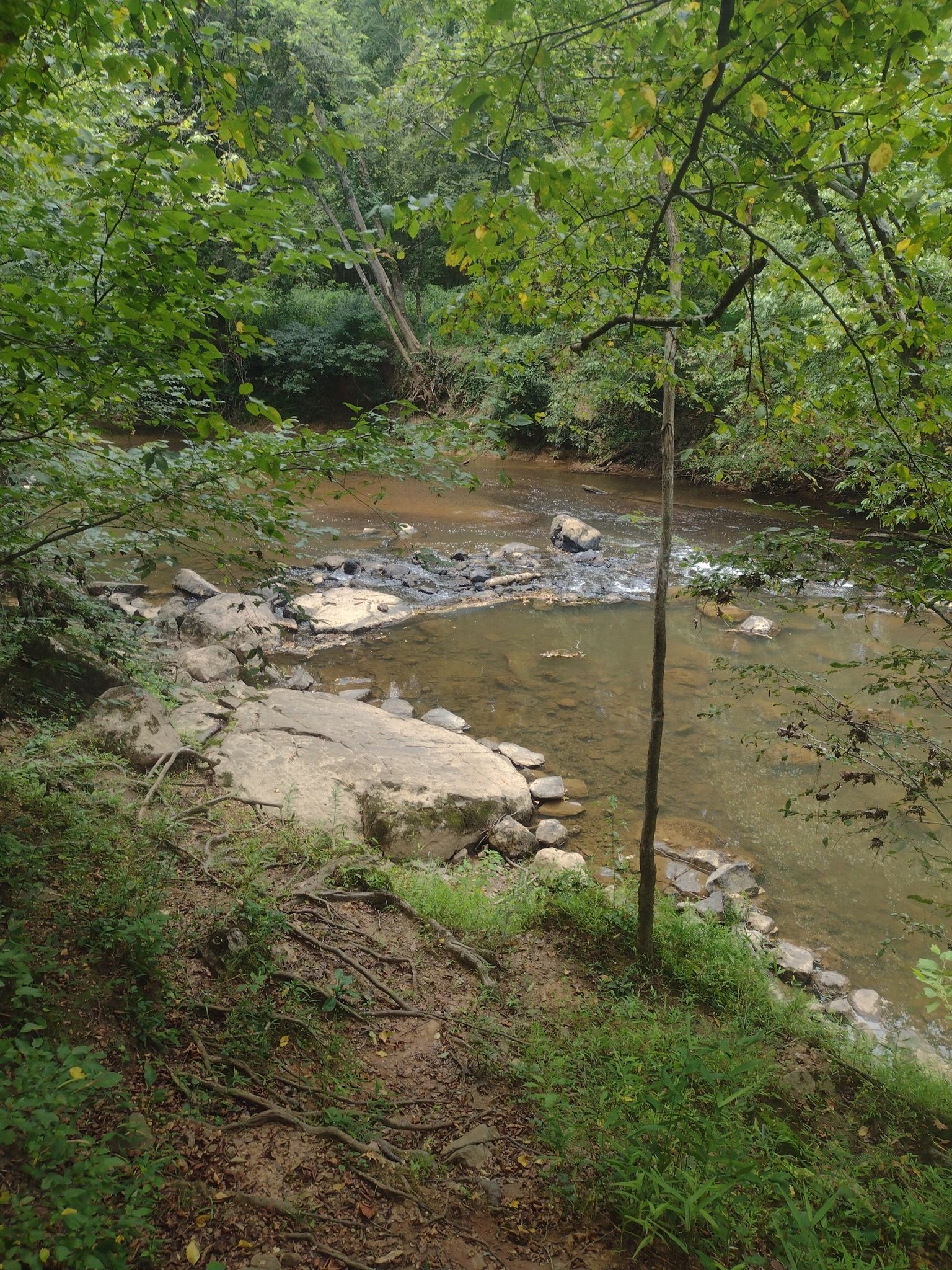 A clear river with rocks and small rapids, surrounded by green trees. - George Pyne Trail