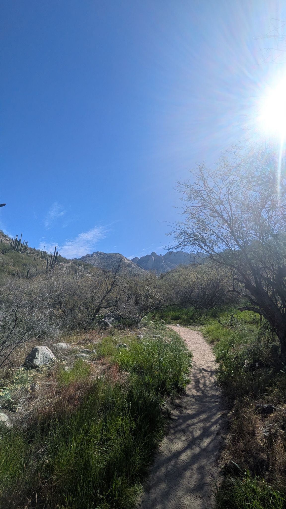 A dirt path curves through desert vegetation with bright sun overhead. - Dead Horse Canyon Trail