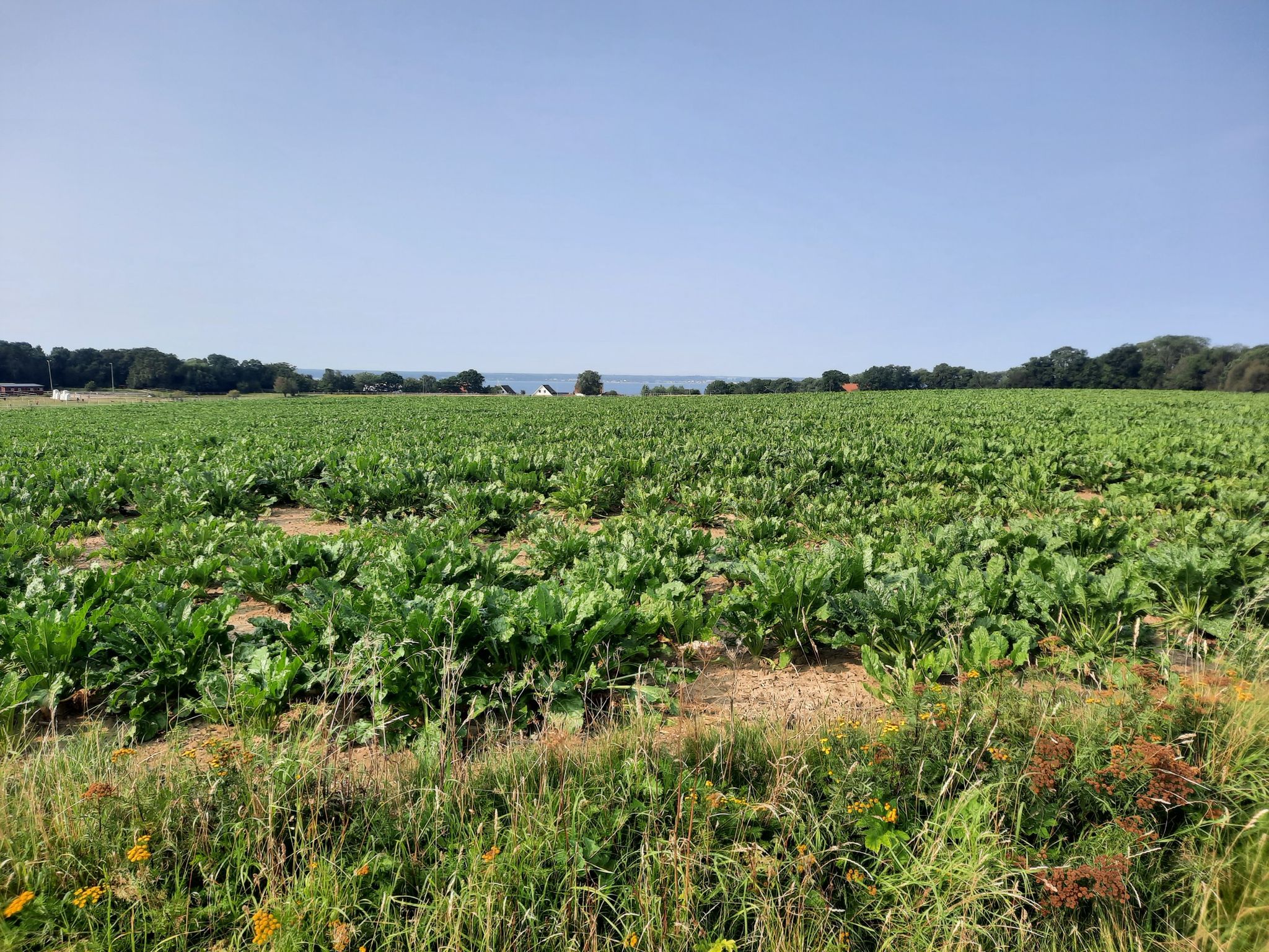 Viel Grün