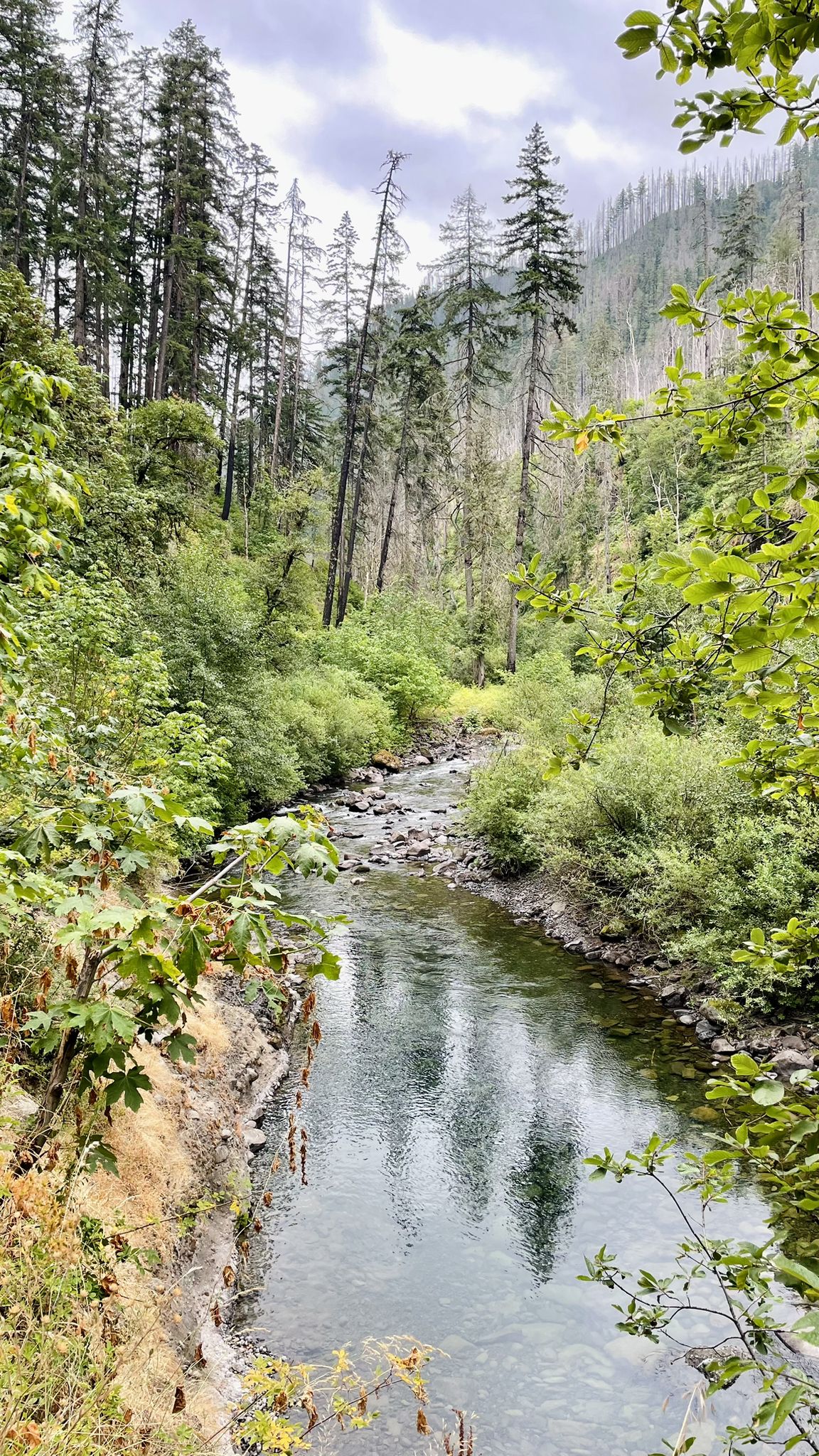 River flowing through a lush forest with tall trees under a cloudy sky. - Metlako and Punch Bowl Falls – Columbia River Gorge