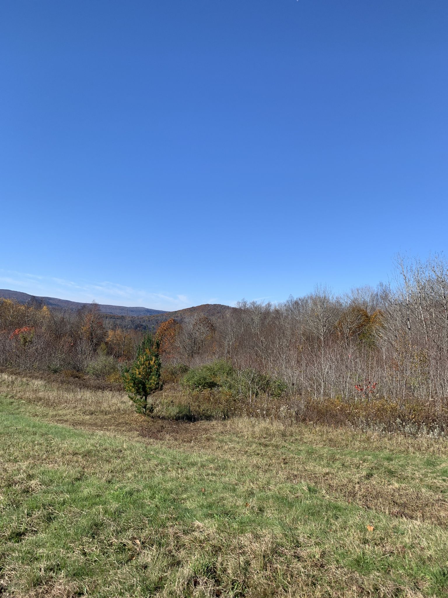 Sunny view of a grassy field with a small evergreen and distant hills. - Snake Pond – Shavertown Bridge Unit loop from Pepacton Reservoir