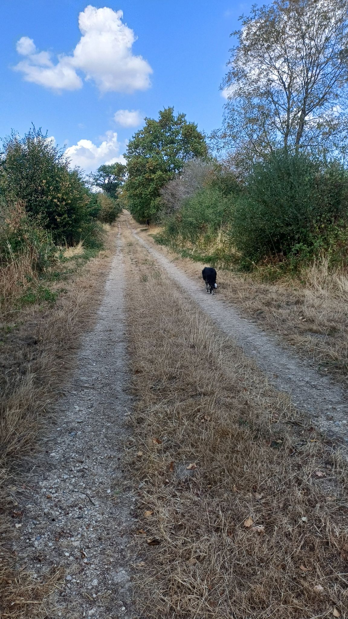 Le terrier Piscault 