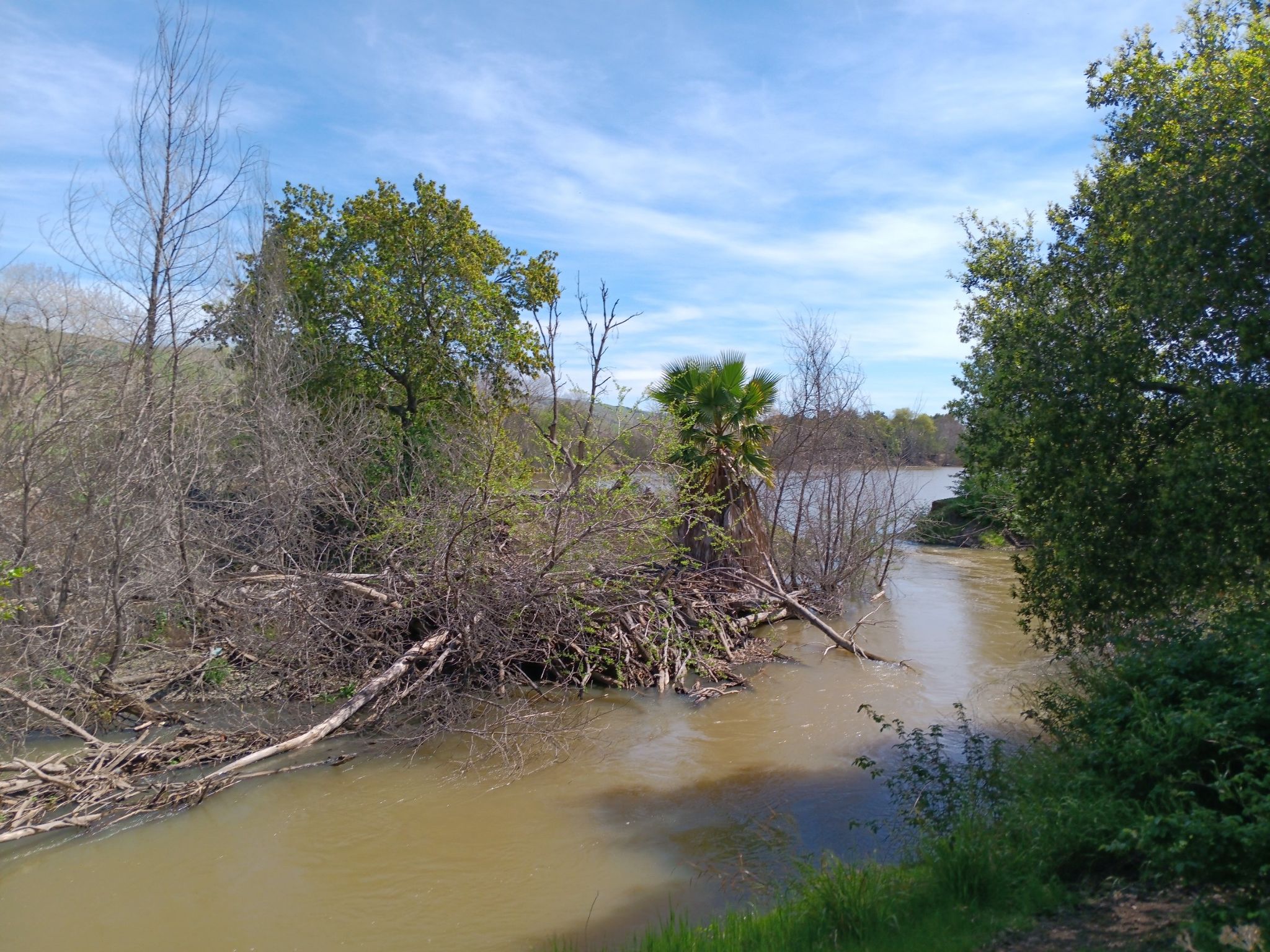 Murky river with fallen branches and trees, surrounded by dense vegetation. - Coyote Ranch – Hellyer County Park loop from Capitol