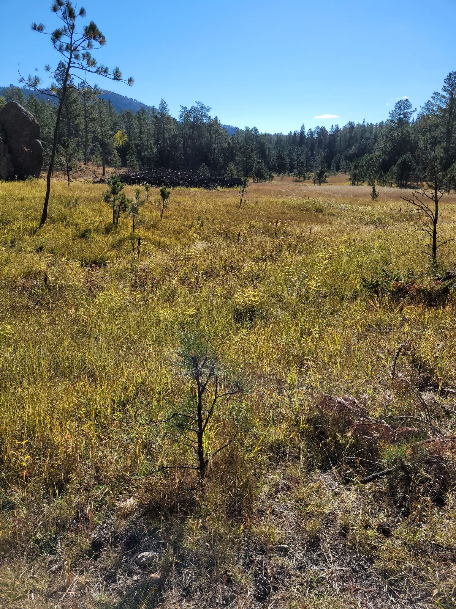 Sunny meadow with tall golden grass, small trees, and a distant pine forest. - Black Hills Centennial Trail