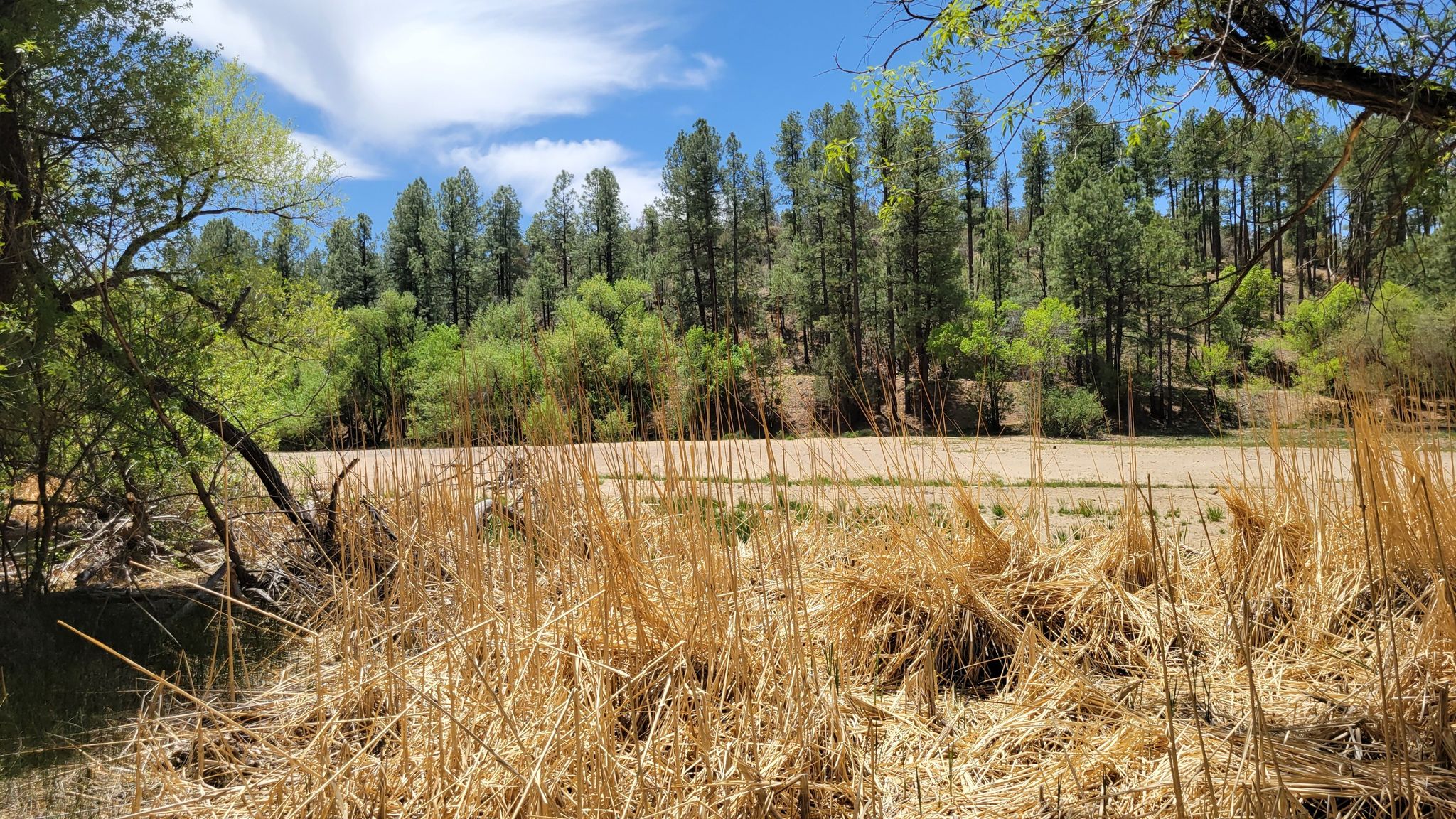 Dry golden grass in foreground, dirt path, green and pine trees, blue sky. - Lynx Recreation Trail #311