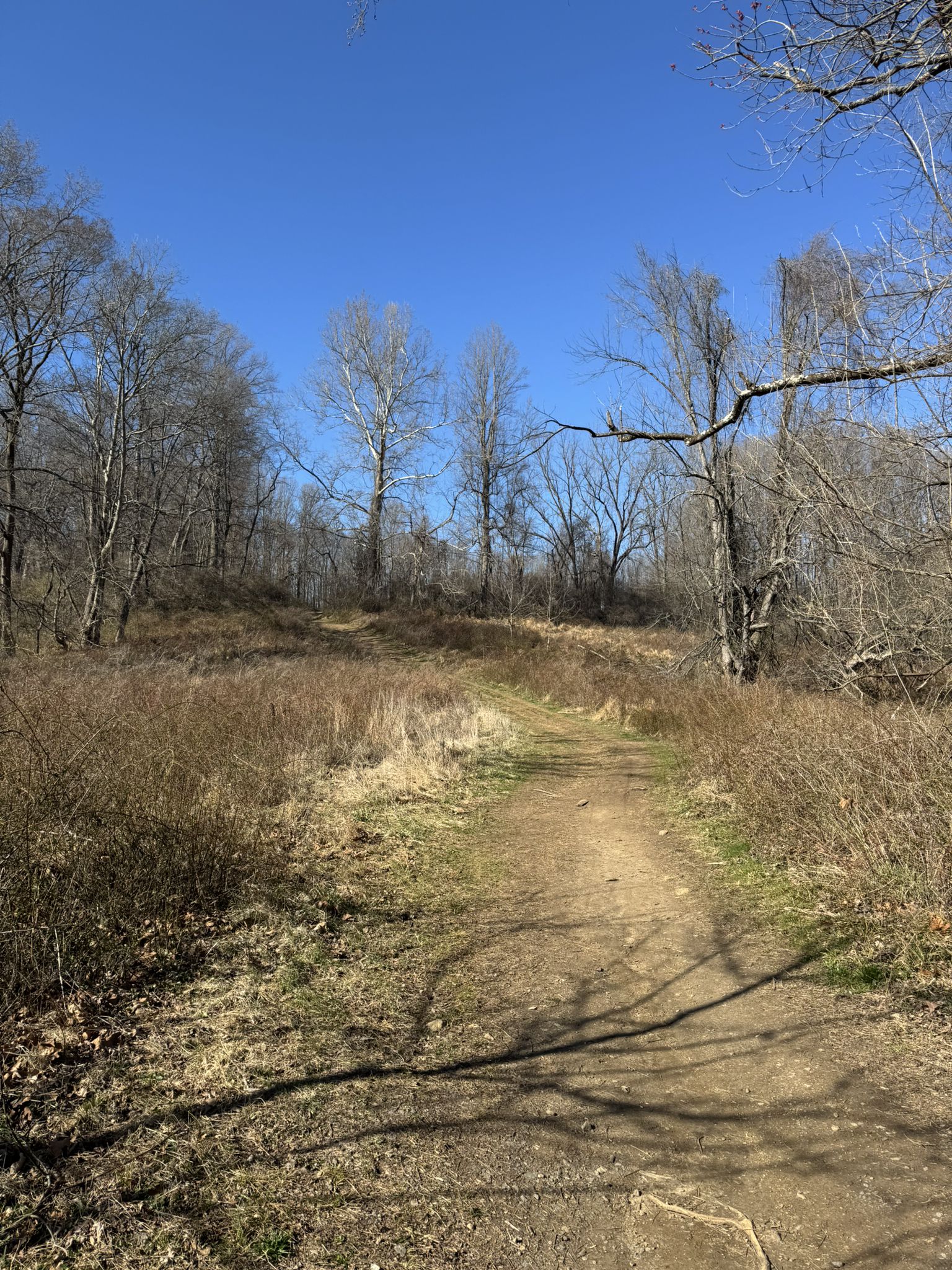 Dirt path through dry grass and bare trees under a clear blue sky. - The Rocks at Brandywine Creek