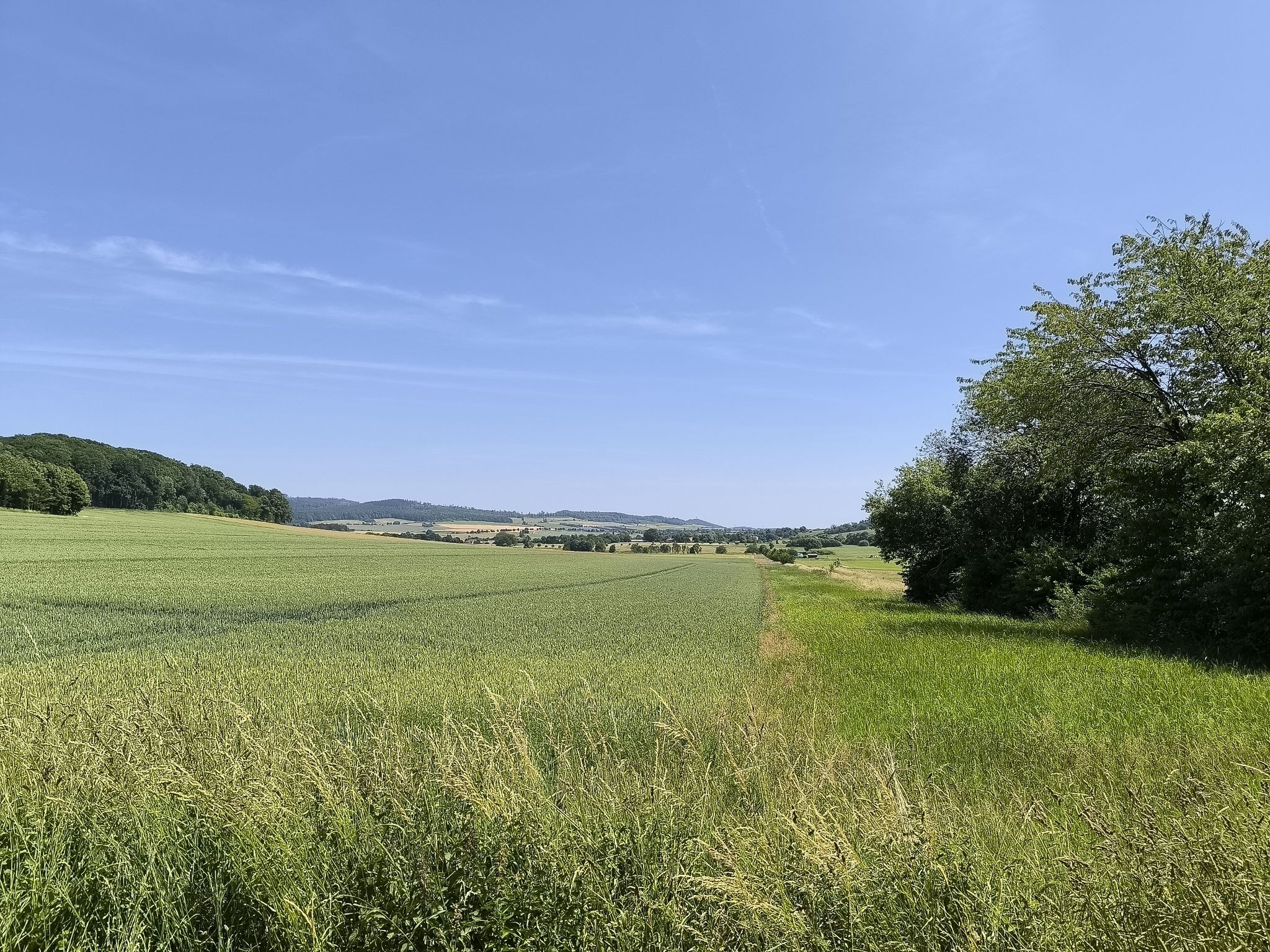 Bartofelde