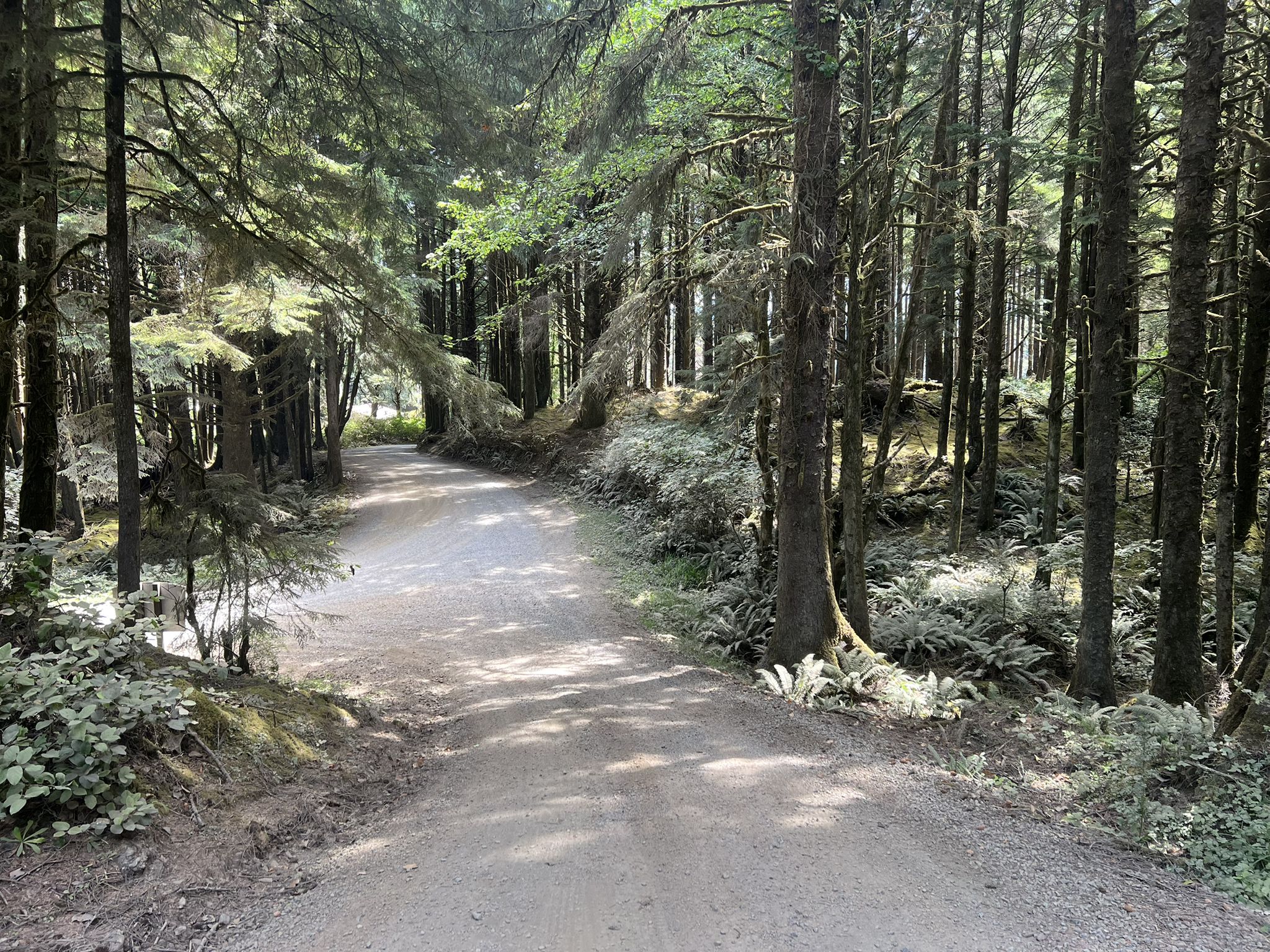 Dirt path winding through a dense, sun-dappled forest with tall trees. - South Lincoln City loop