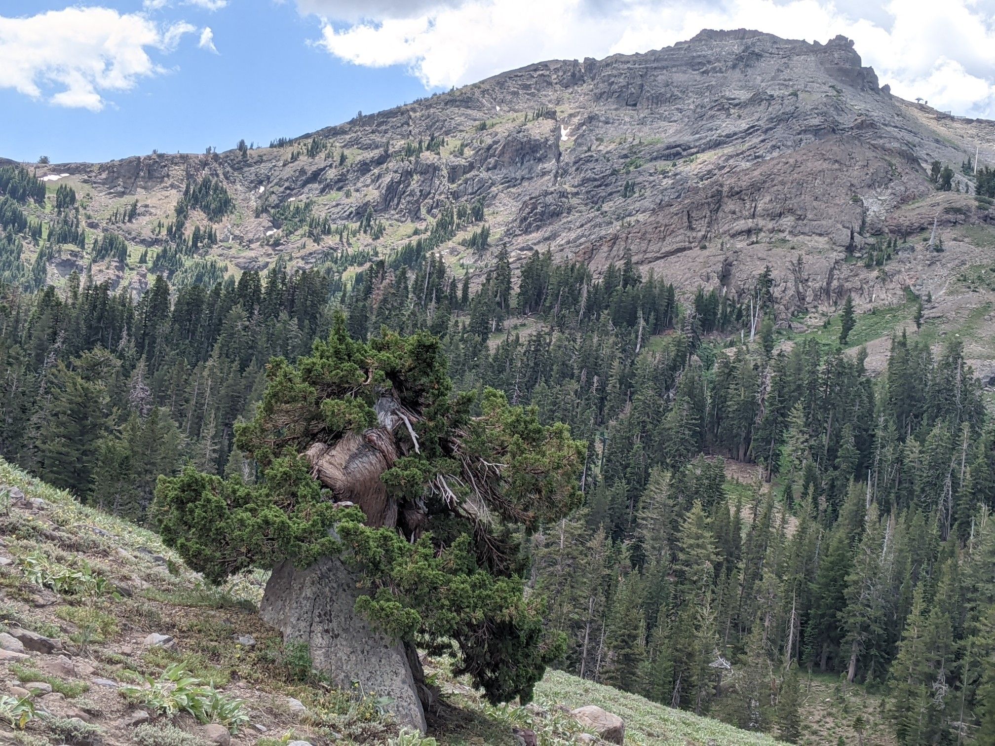 Gnarled tree on a grassy slope with a rugged, forested mountain backdrop. - Emigrant Lake Trail