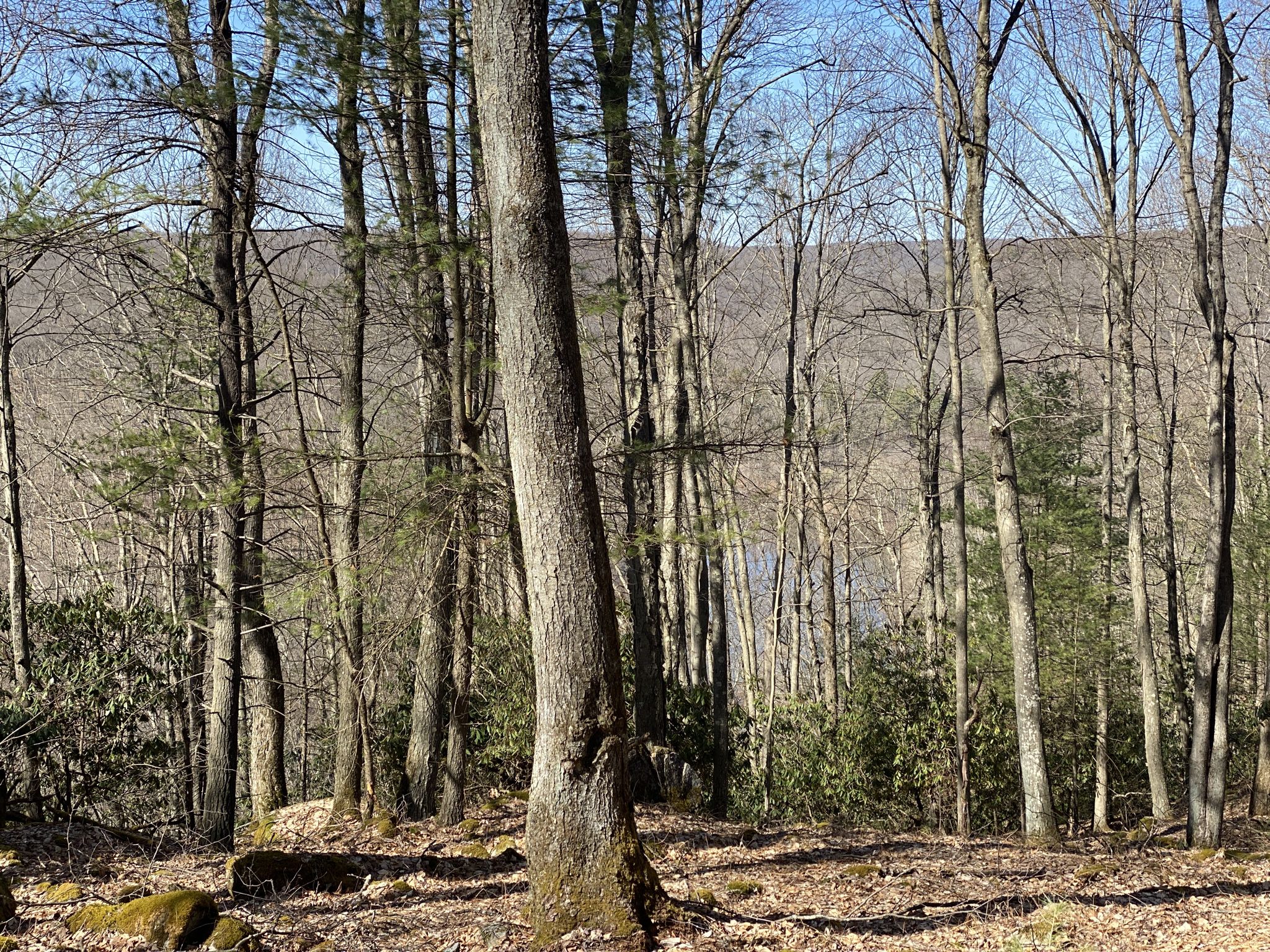 Bare forest trees frame a distant body of water under a clear sky. - Clear Creek State Park loop from Clear Creek State Park