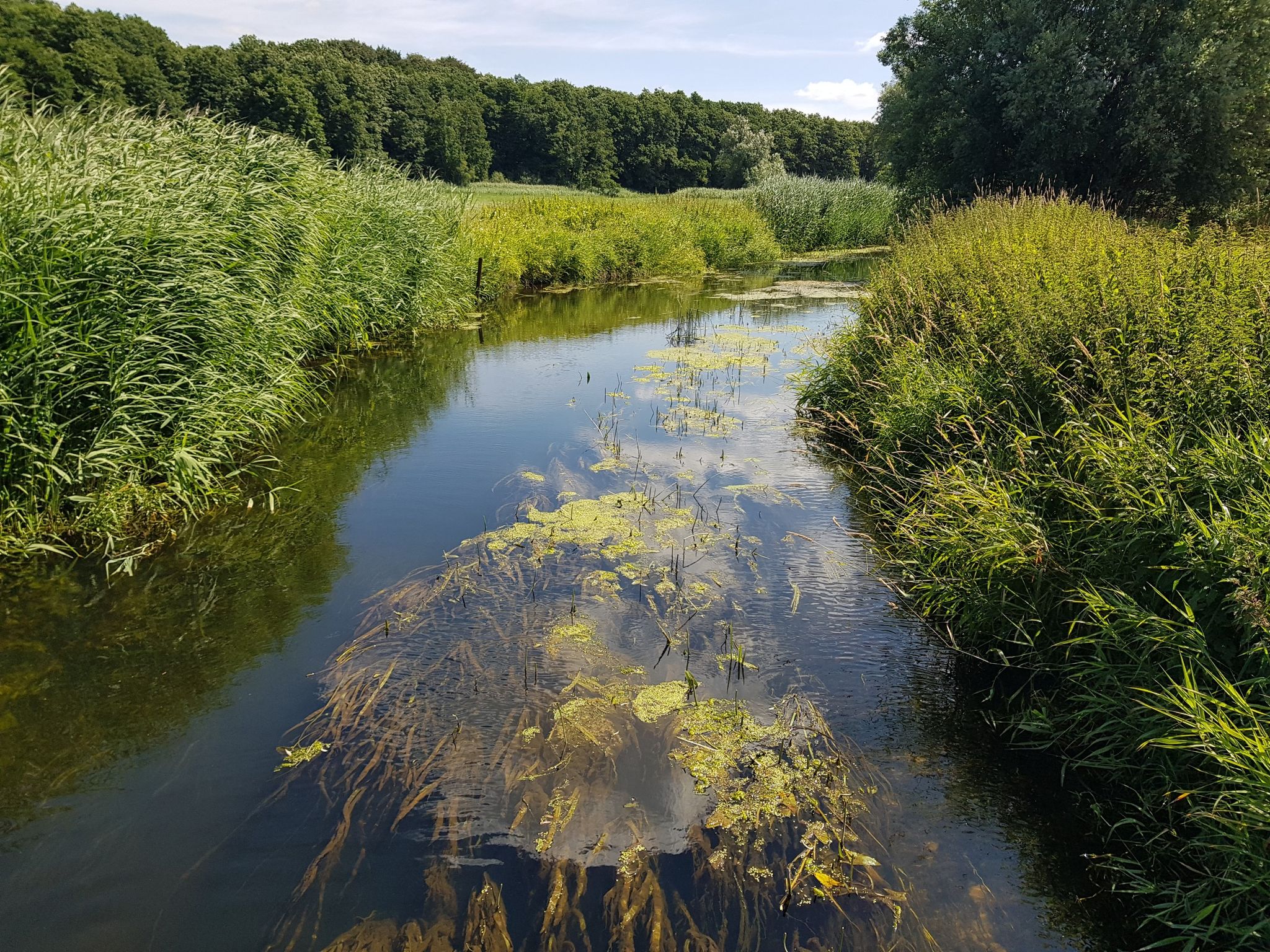 Stepenitz